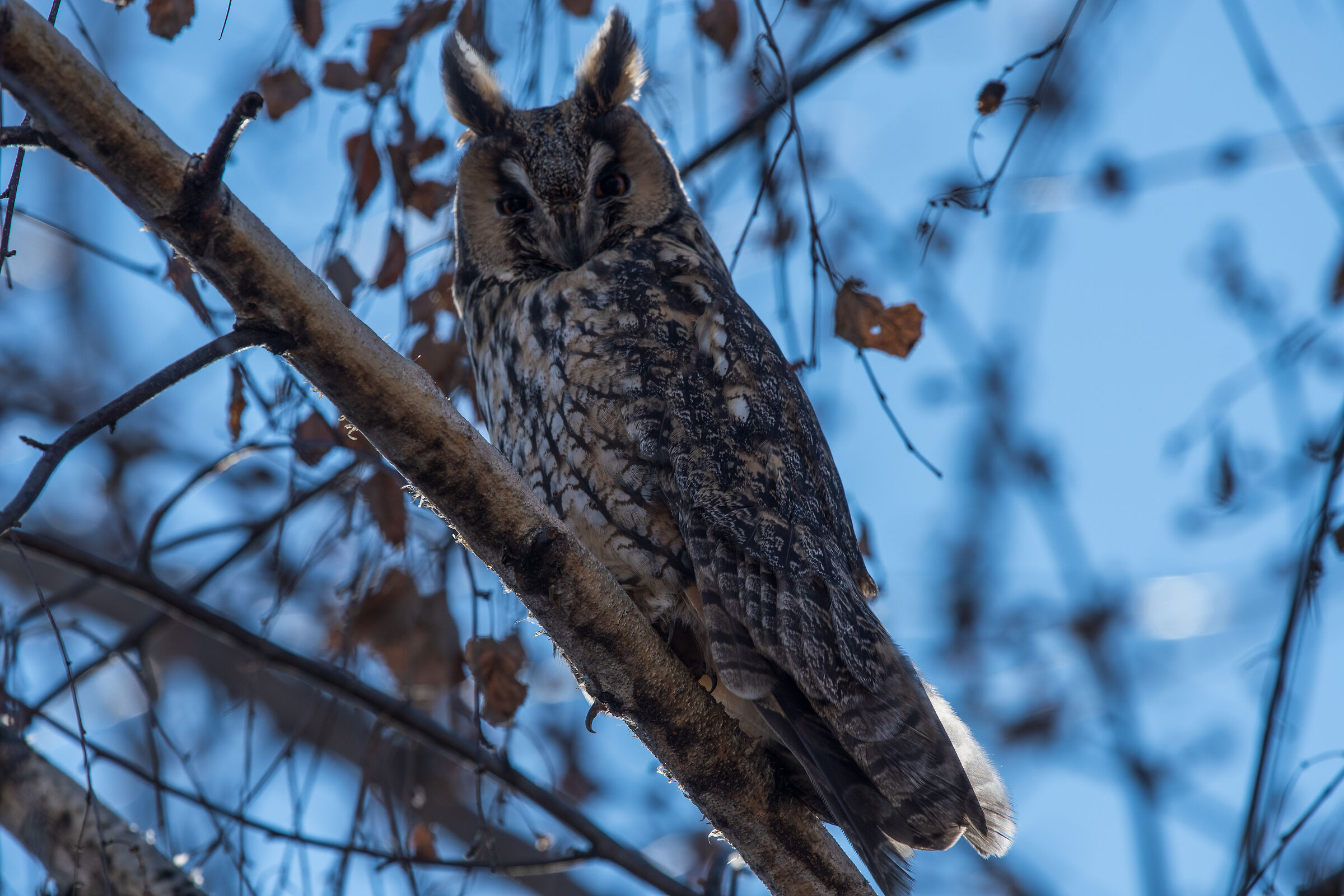 long-eared owl