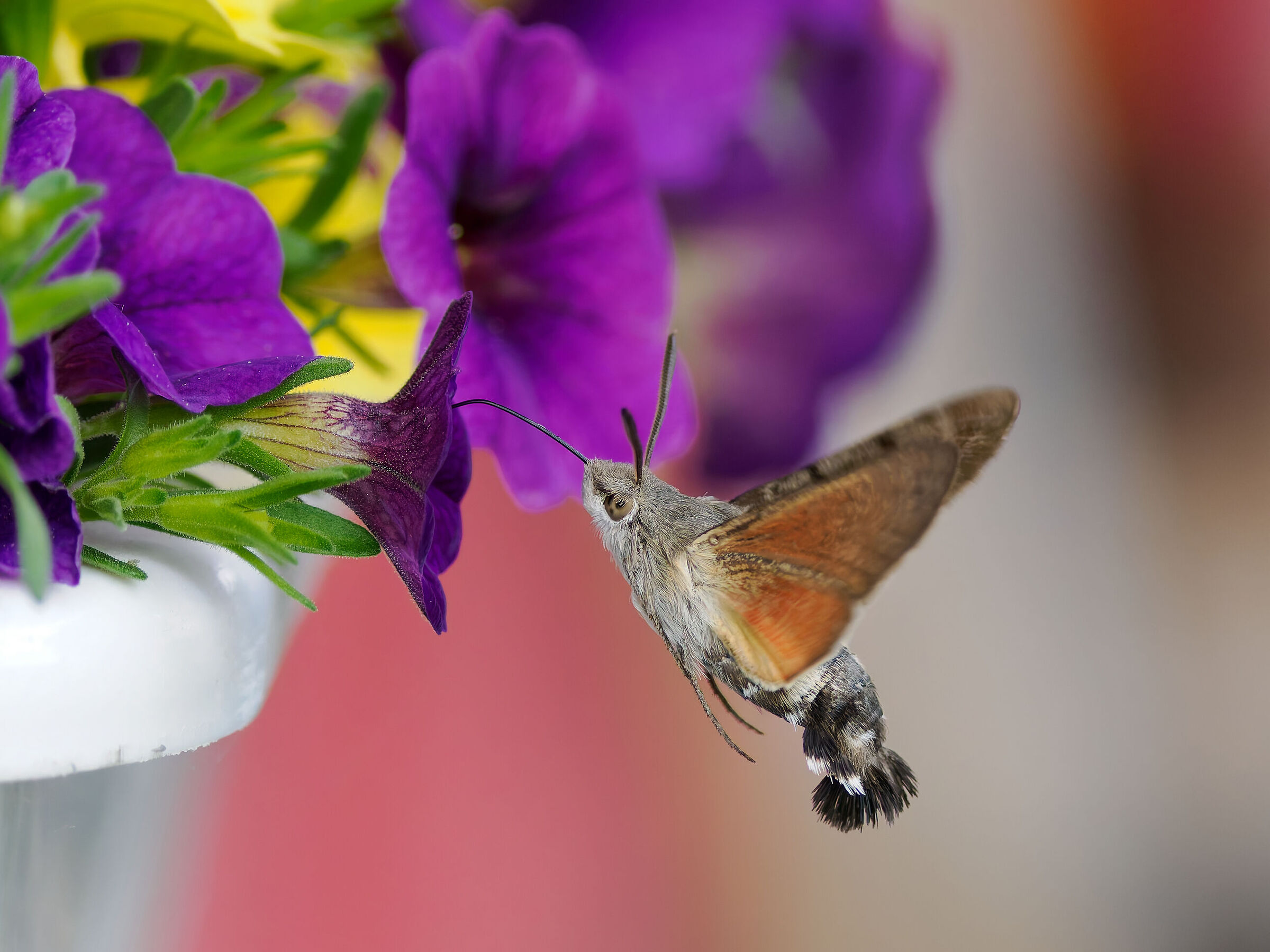 Macroglossum stellatar