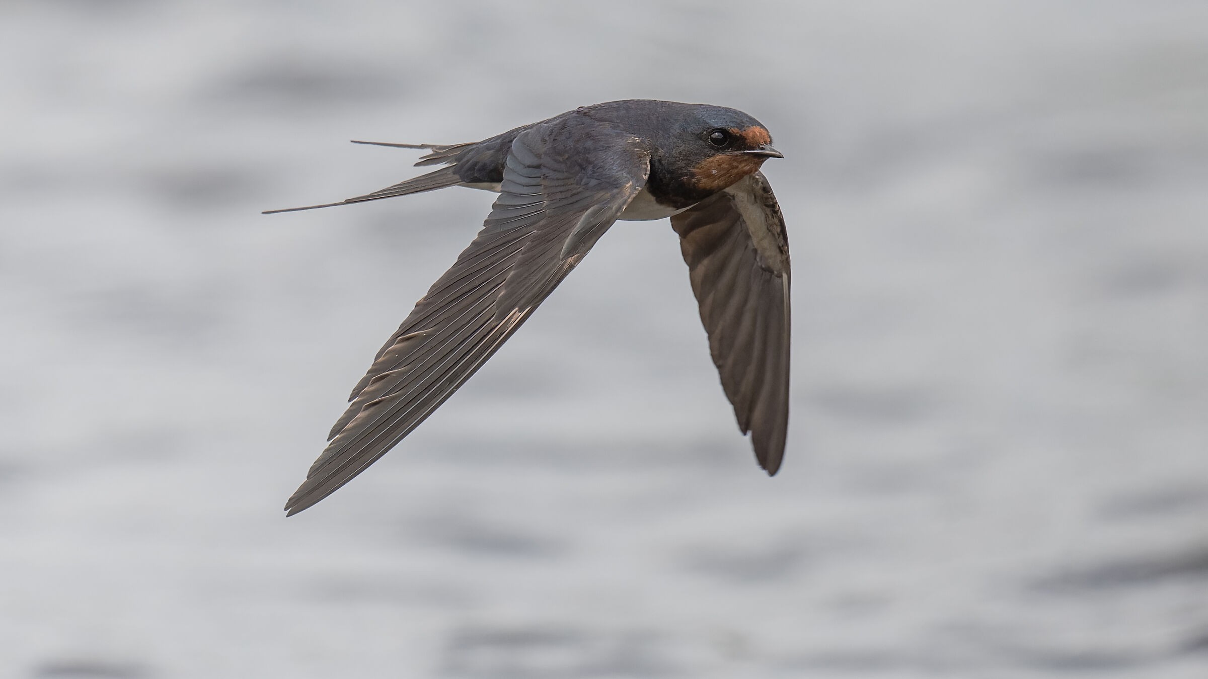 barn swallow