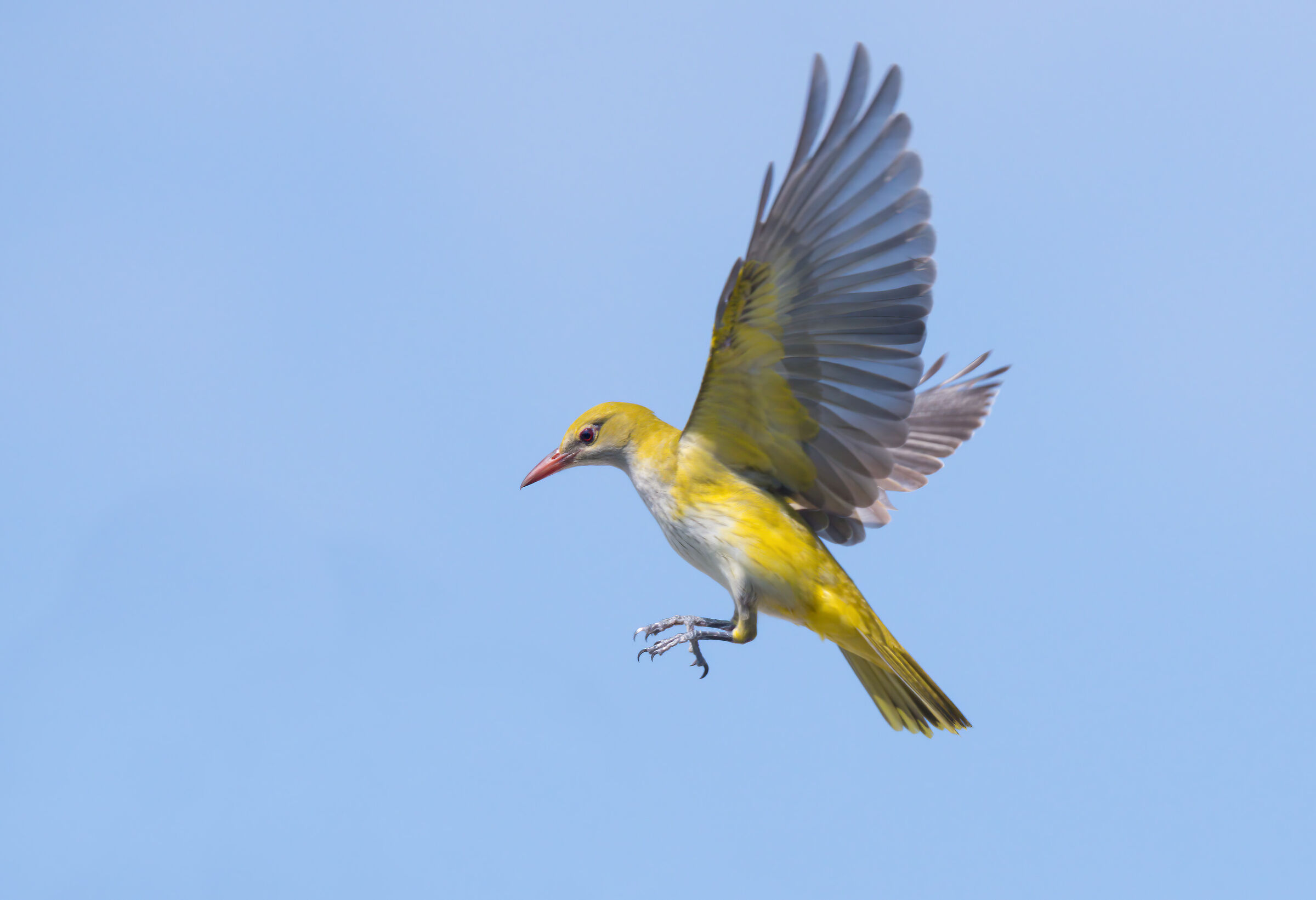 Oriole (Oriolus oriolus)