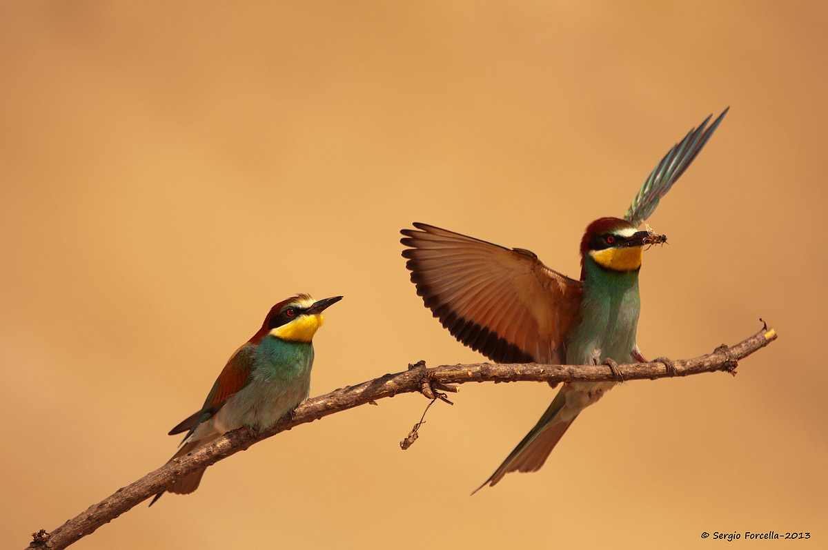 Arrivo con il regalino...