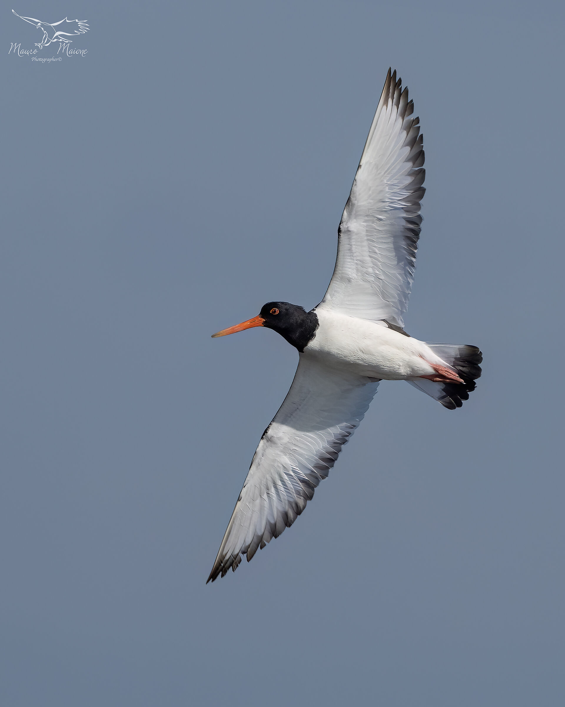 Oystercatcher