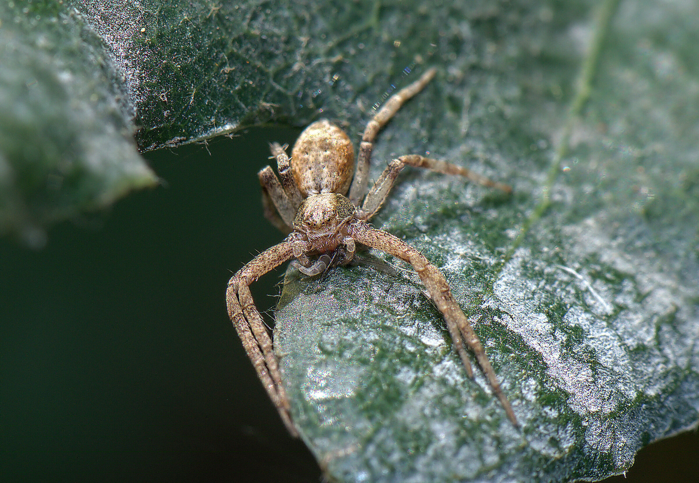 Philodromus placidus