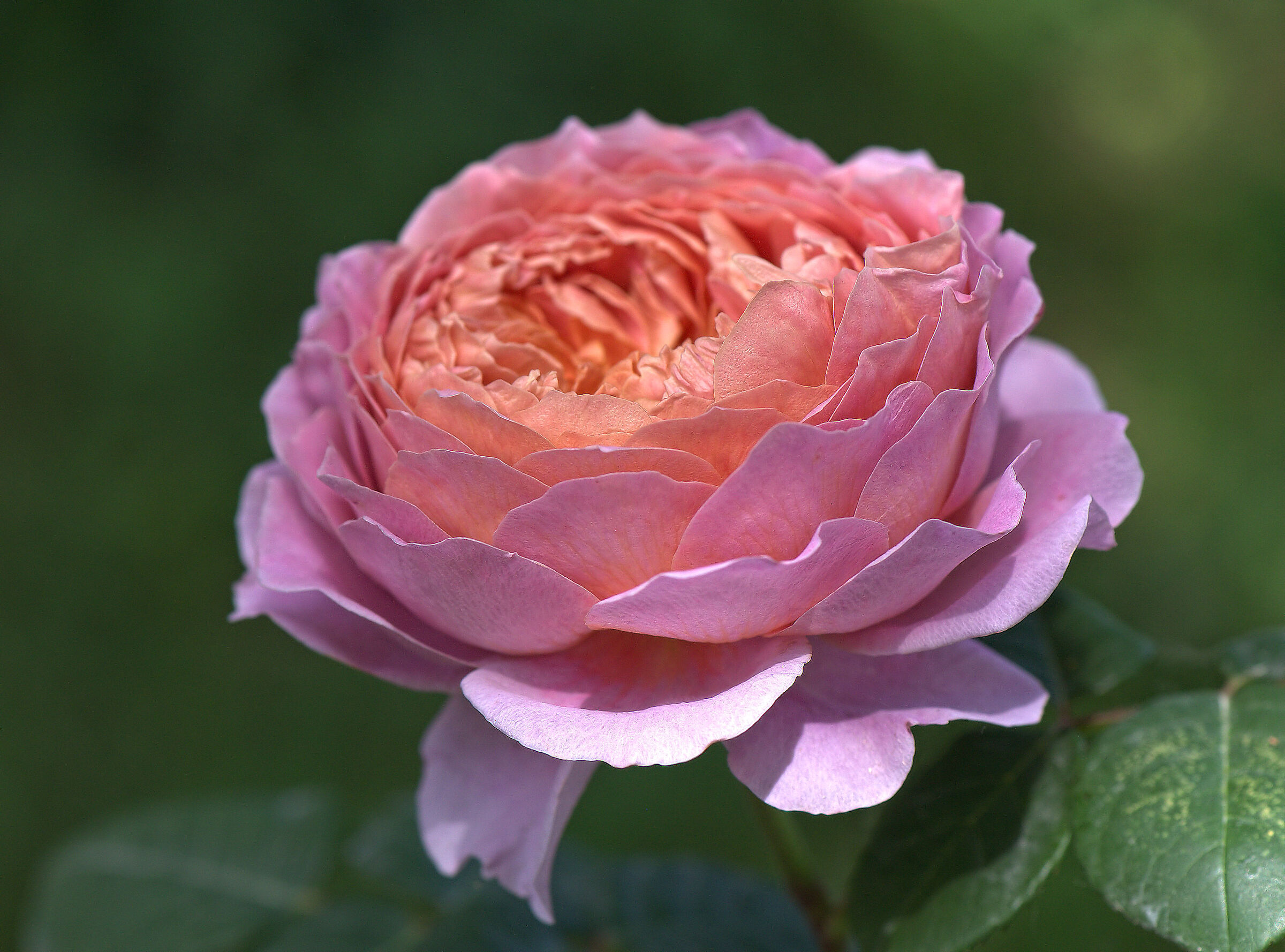 Rosa inglese
