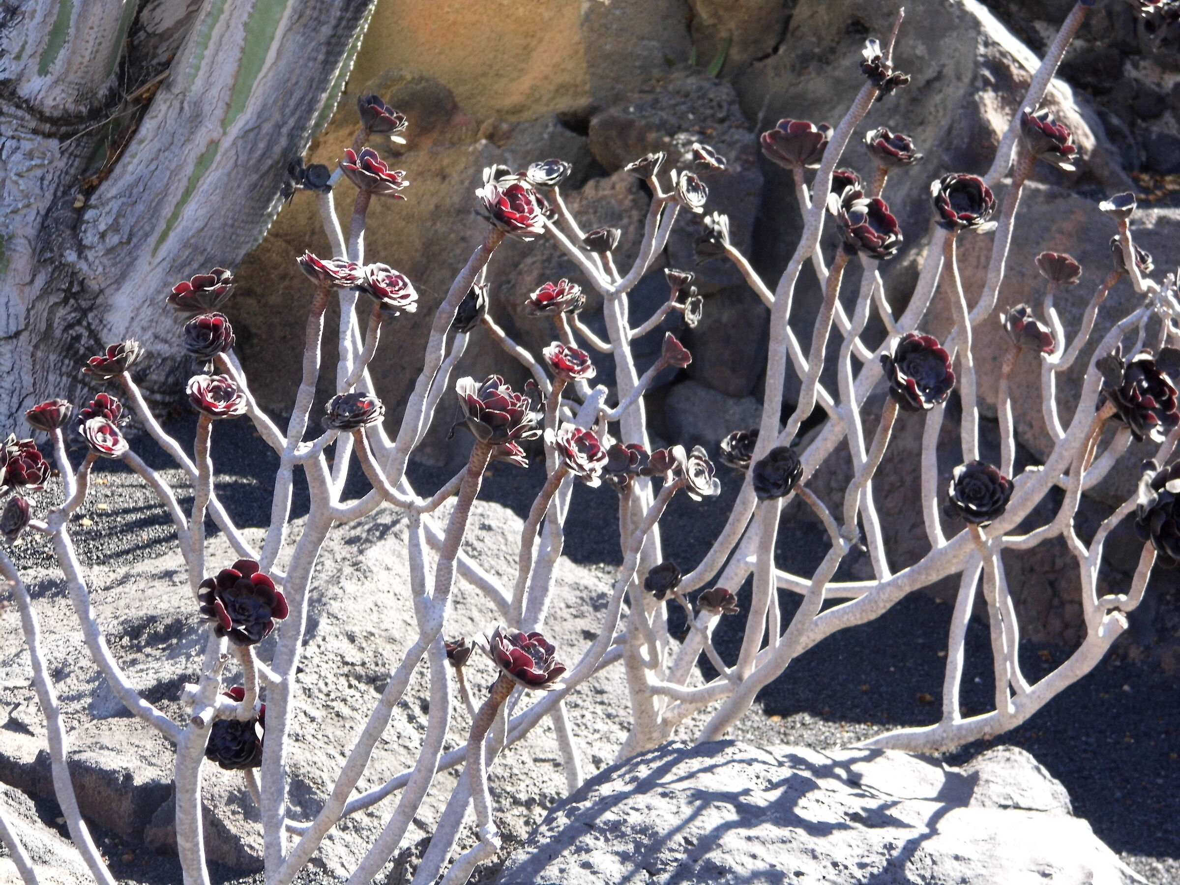 Flowers of Lanzarote