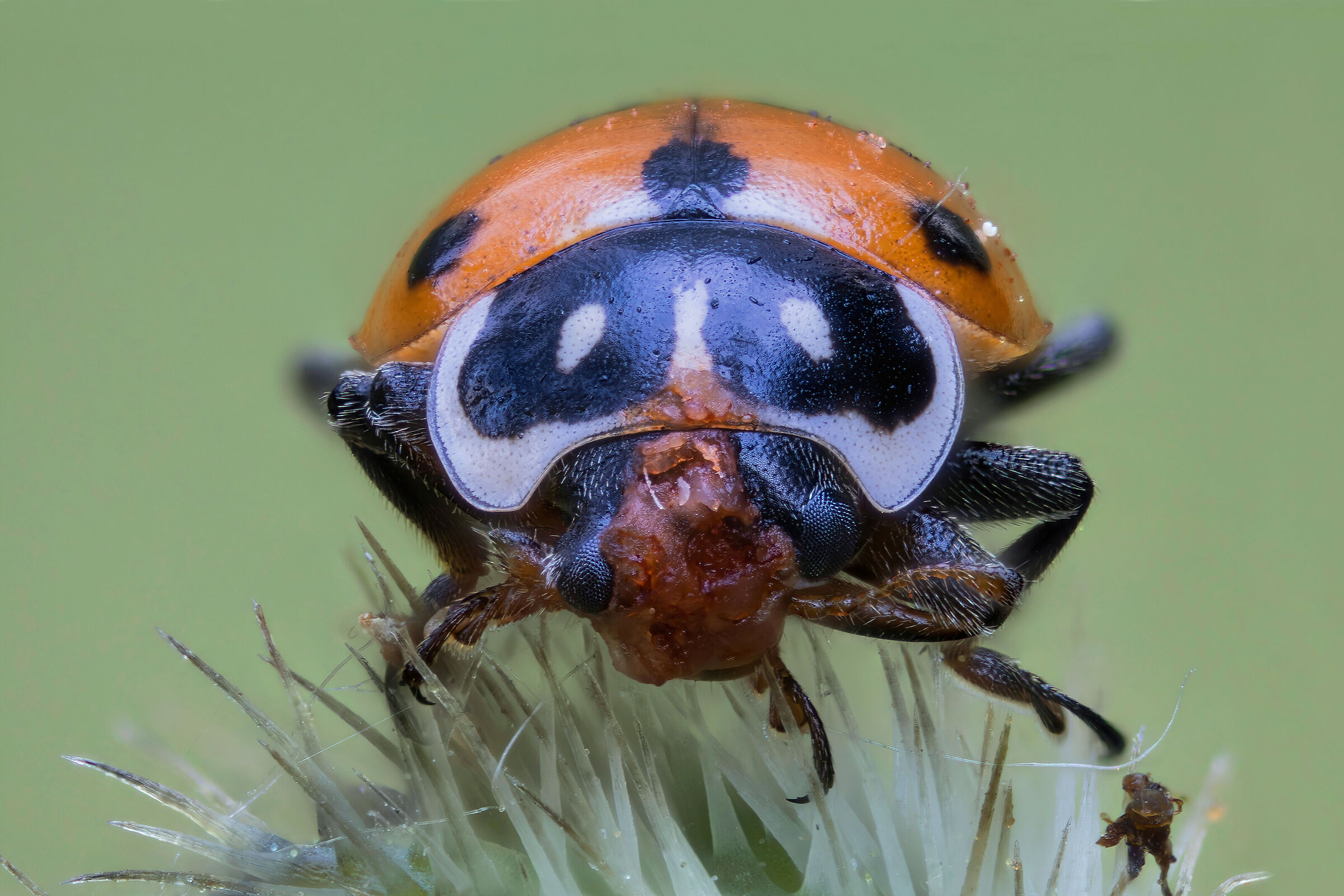 Hippodamia variegata in Quasimodo version
