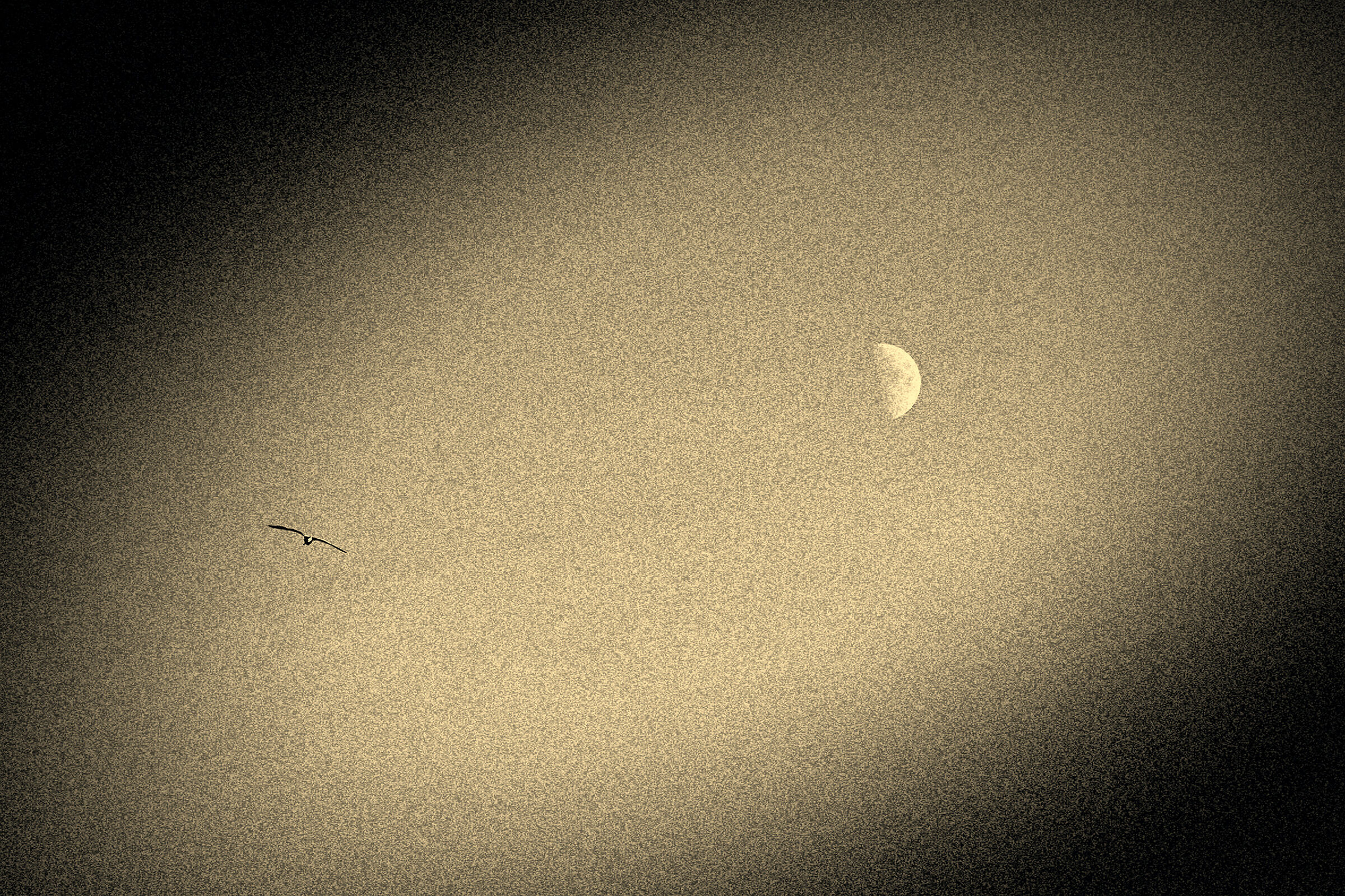 Year 2024. First attempt at a bird flight to the Moon.