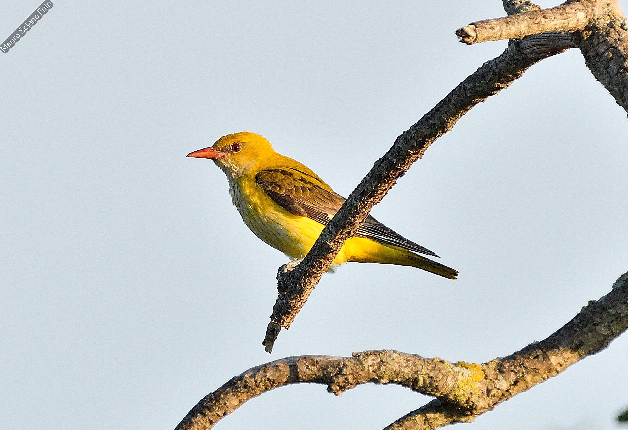 Golden oriole