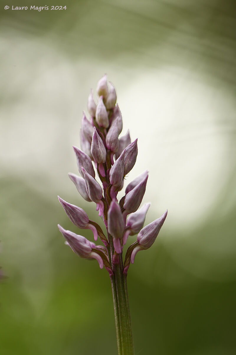In bud