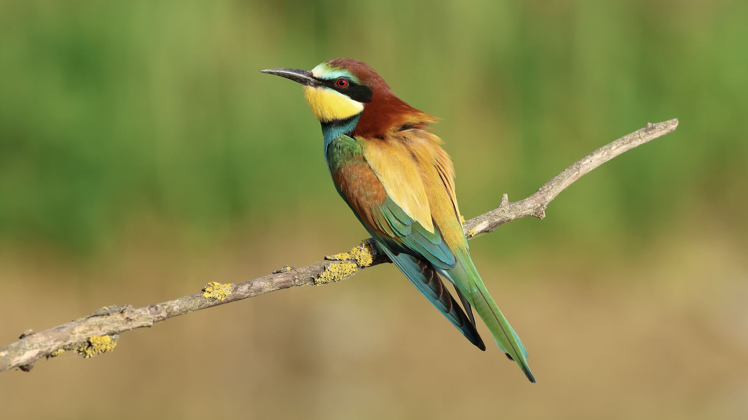 Bee-eater