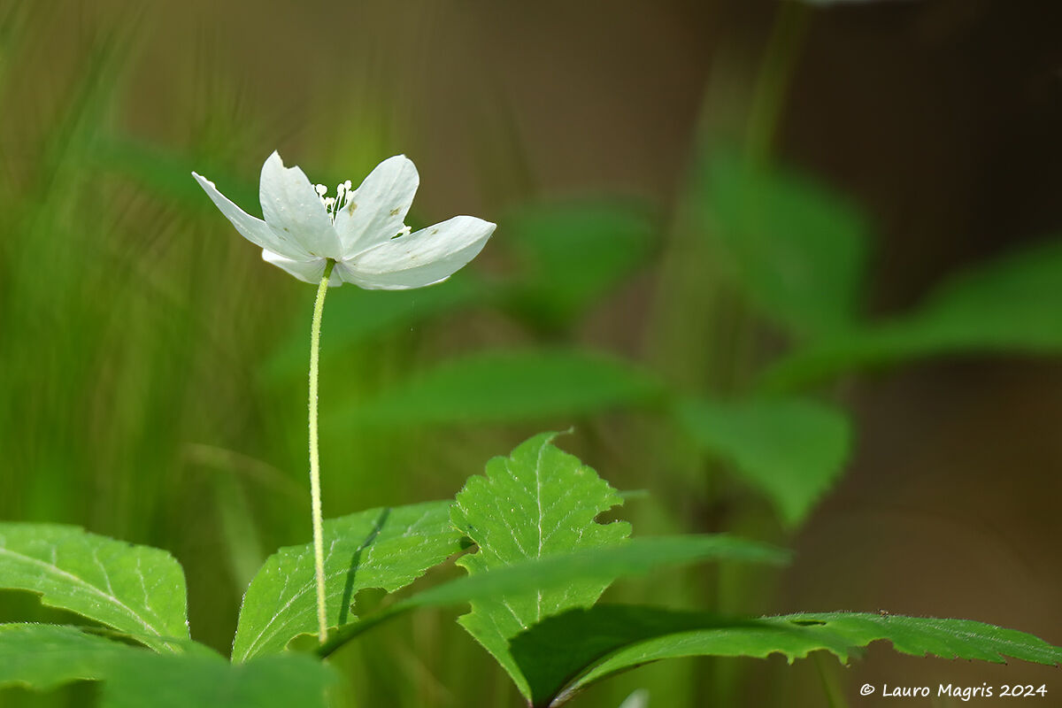 Anemonoides trifolia