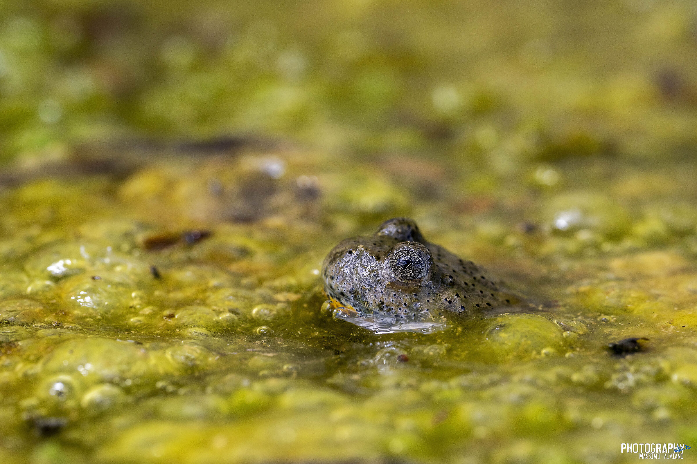 Ululone dal ventre giallo 1