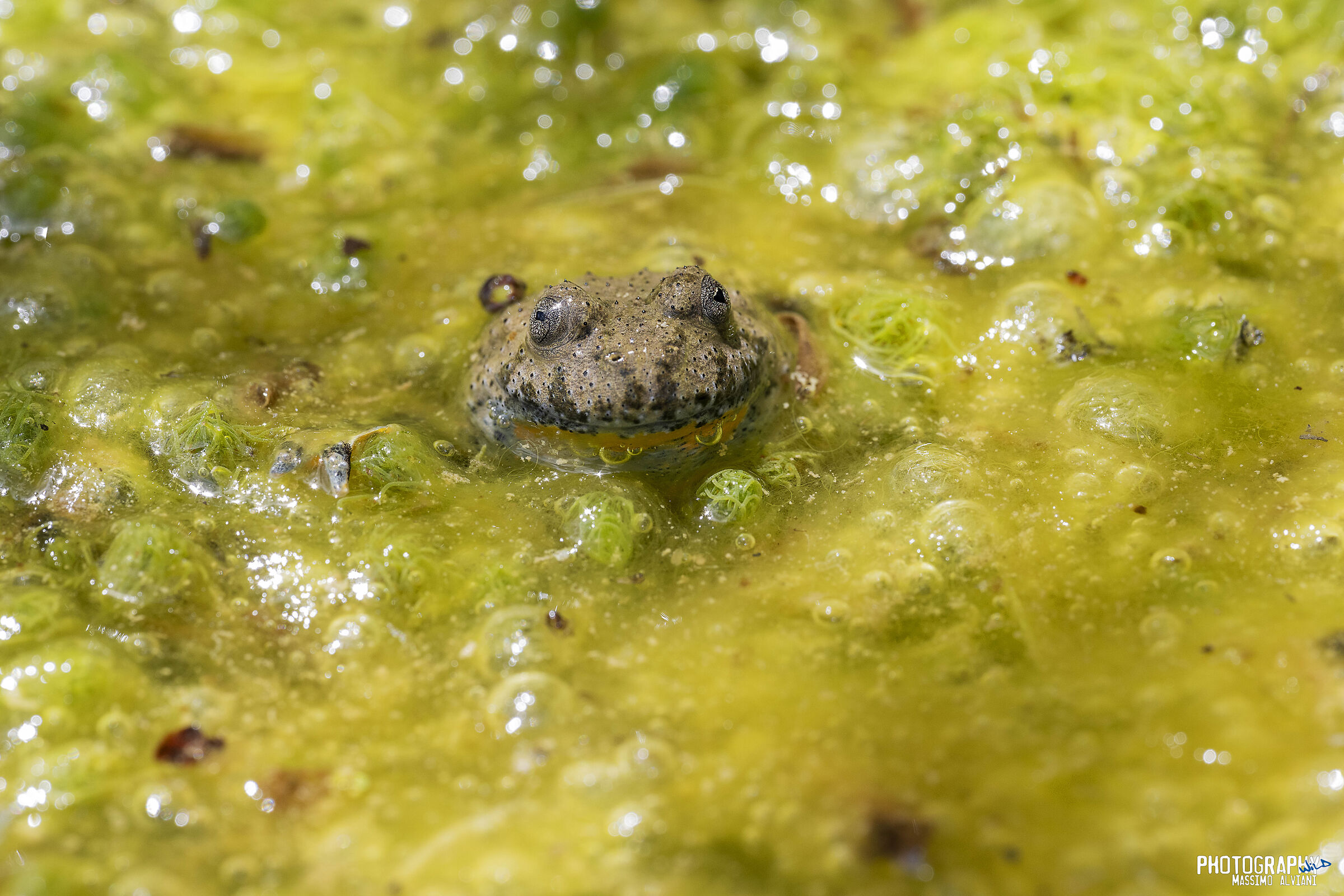 Ululone dal ventre giallo 2