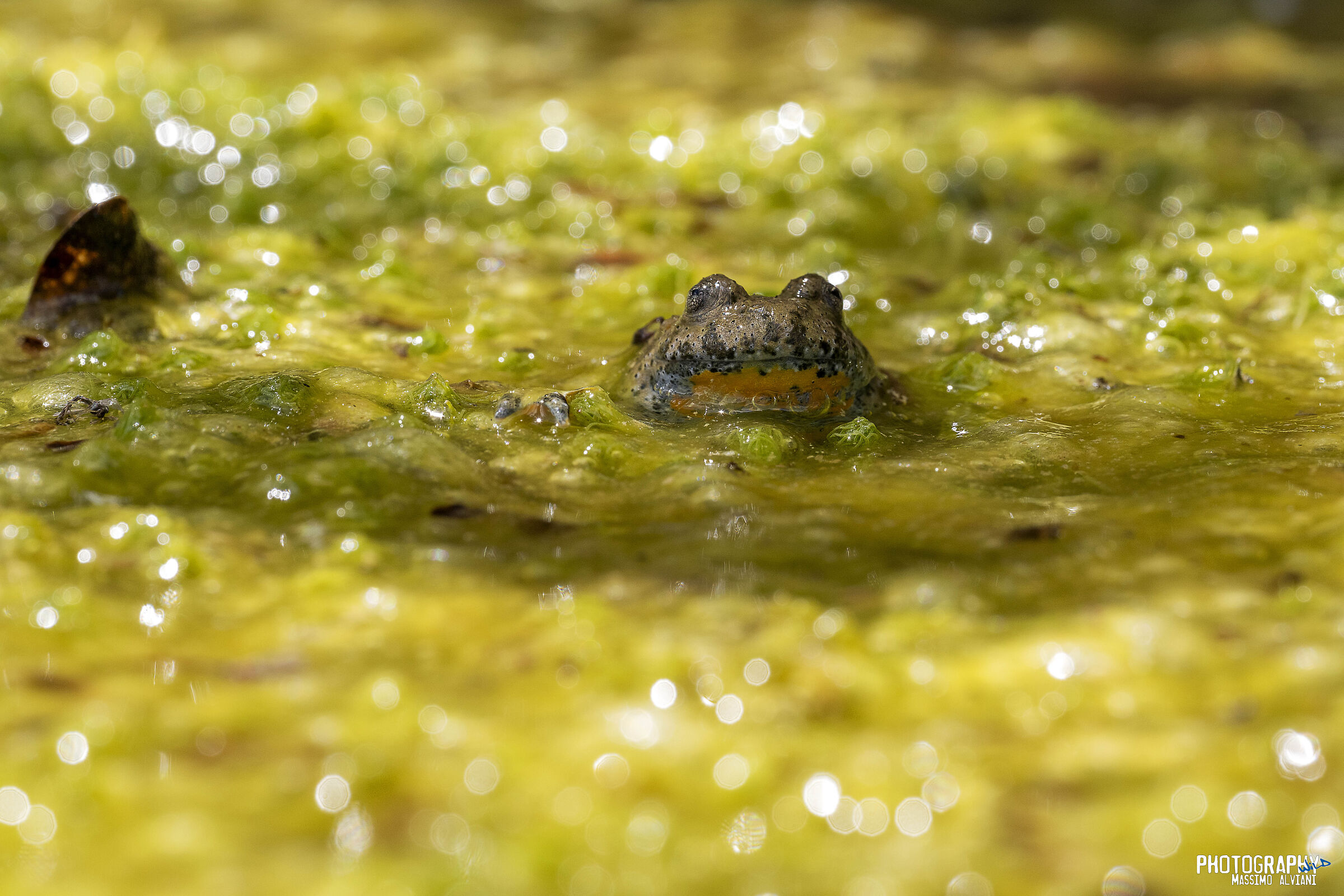 Ululone dal ventre giallo 3