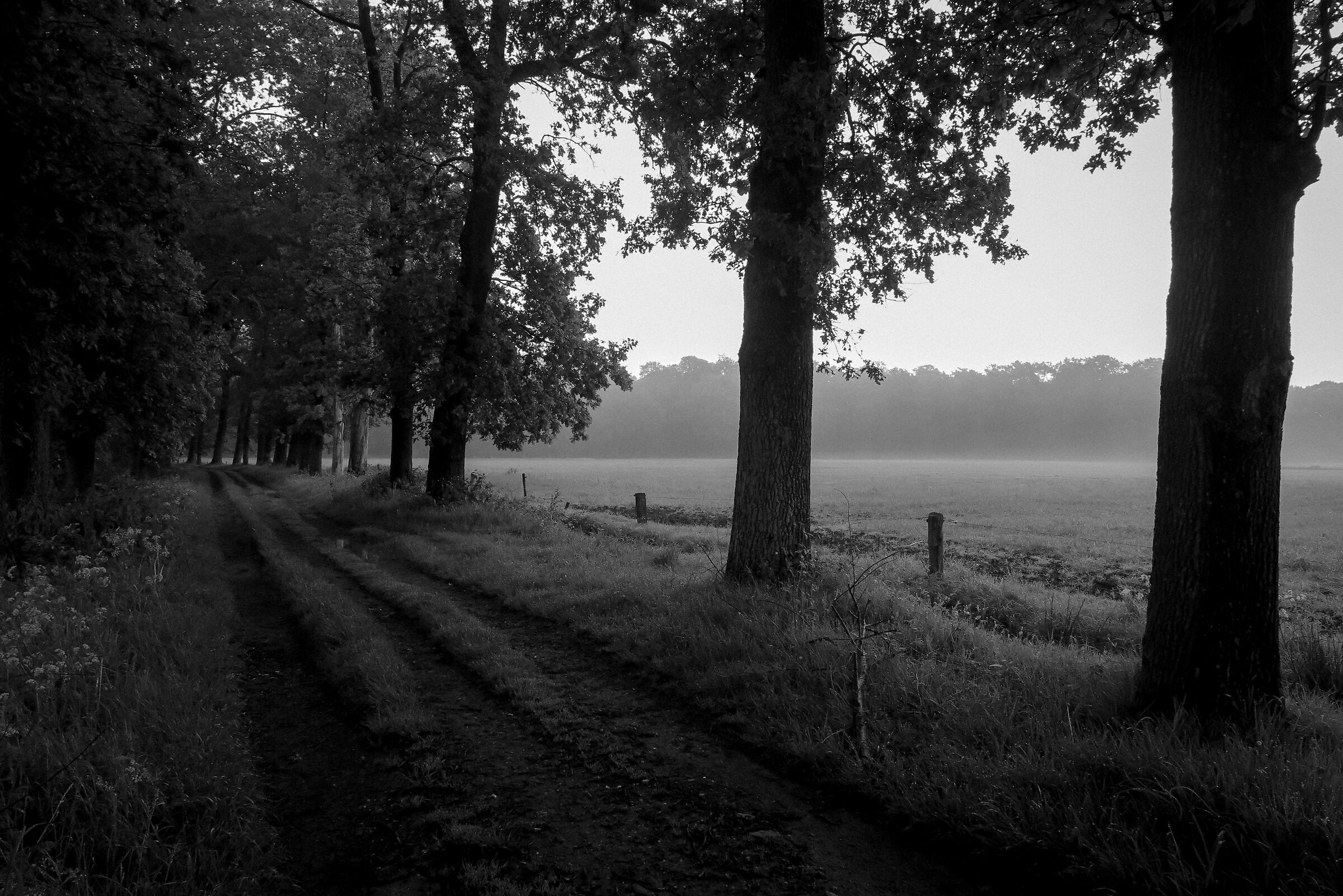 The path in the woods