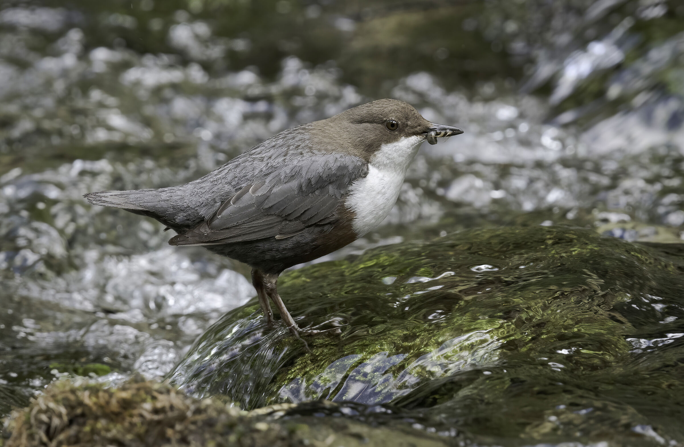 White-throated dipper
