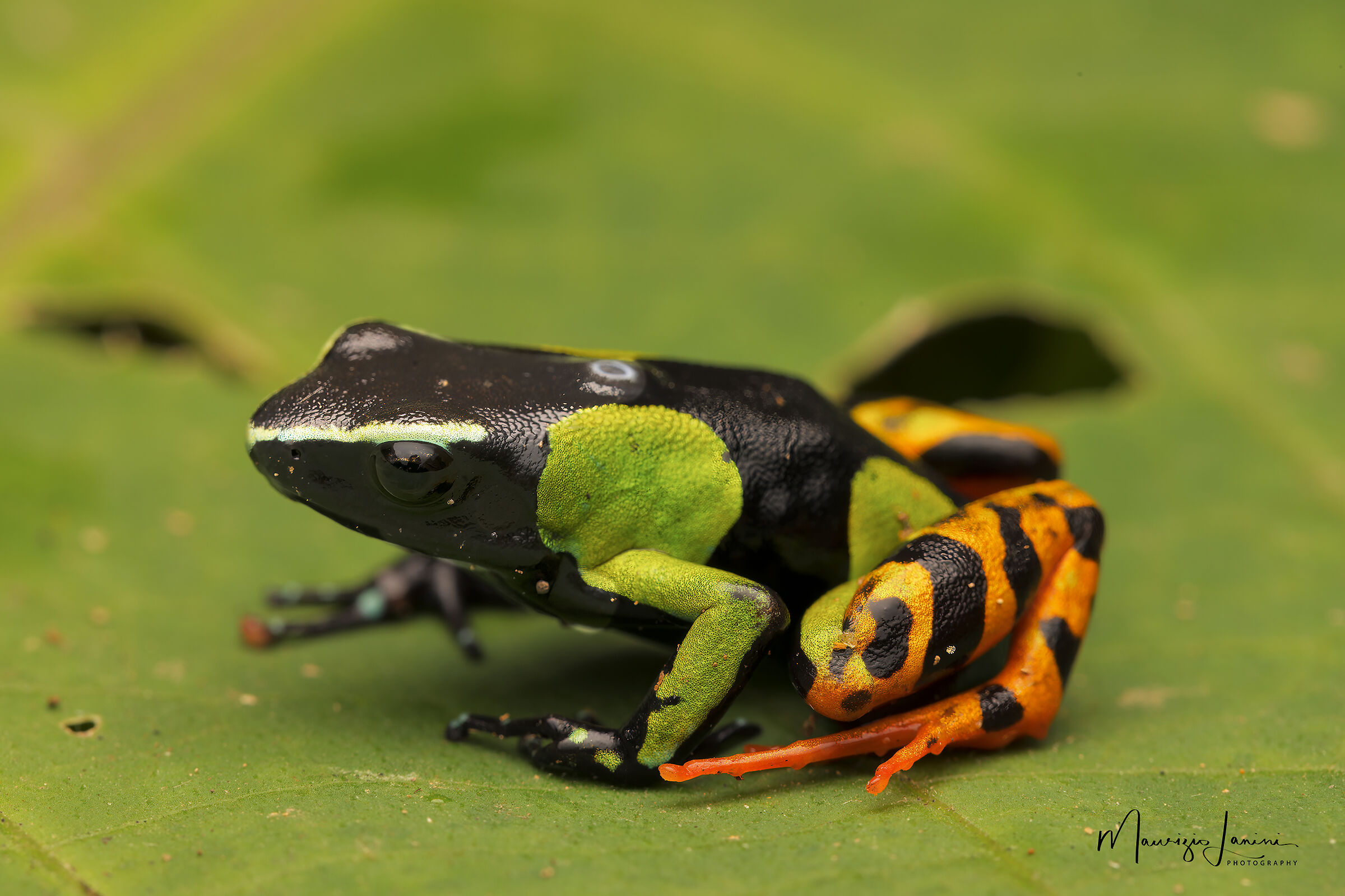 Mantella baroni