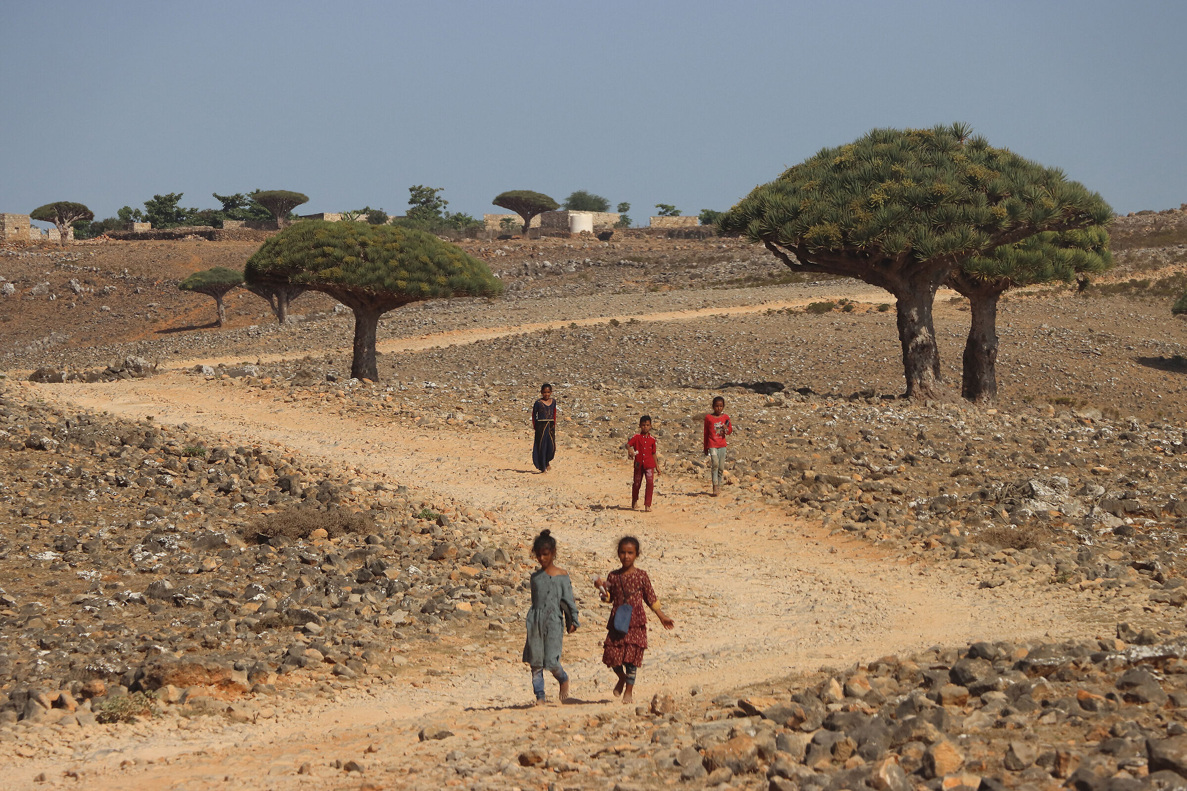 S O C O T R A -barefoot running...