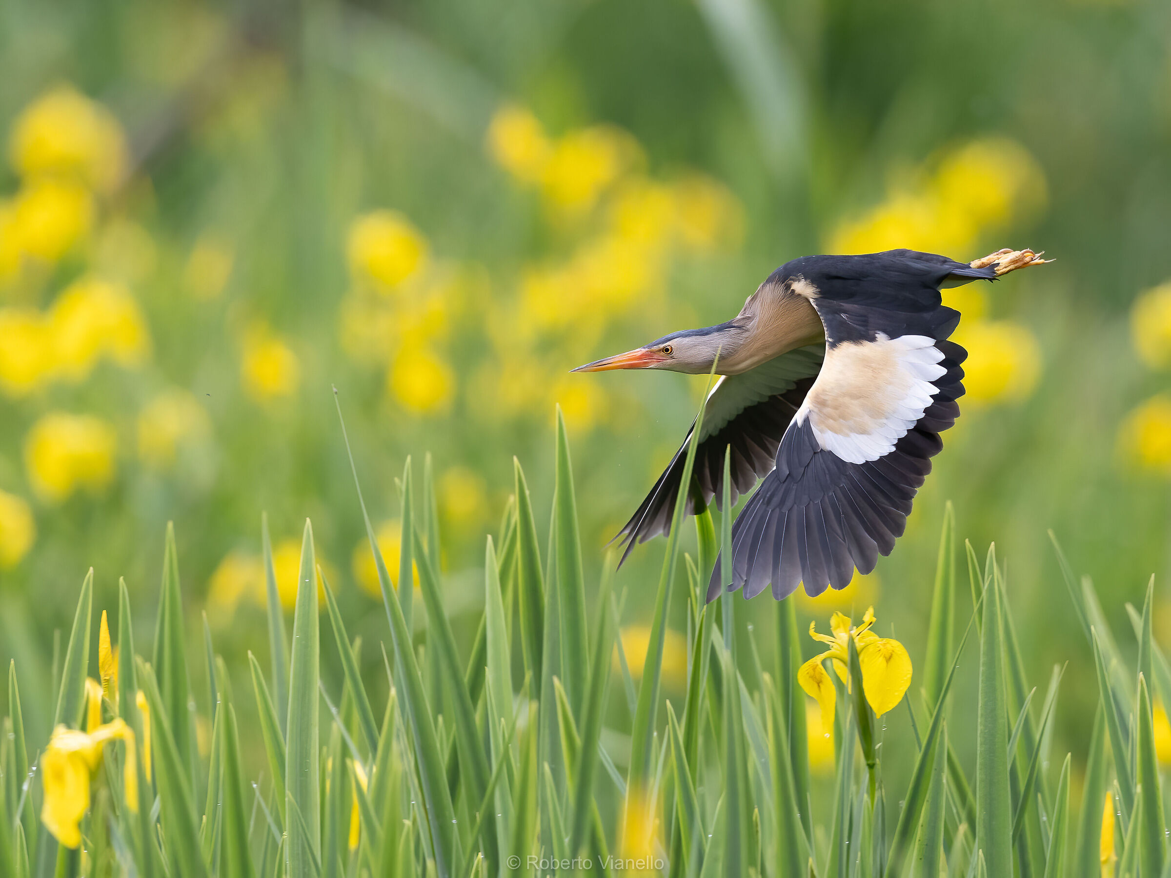 Tarabusino (Ixobrychus minutus)