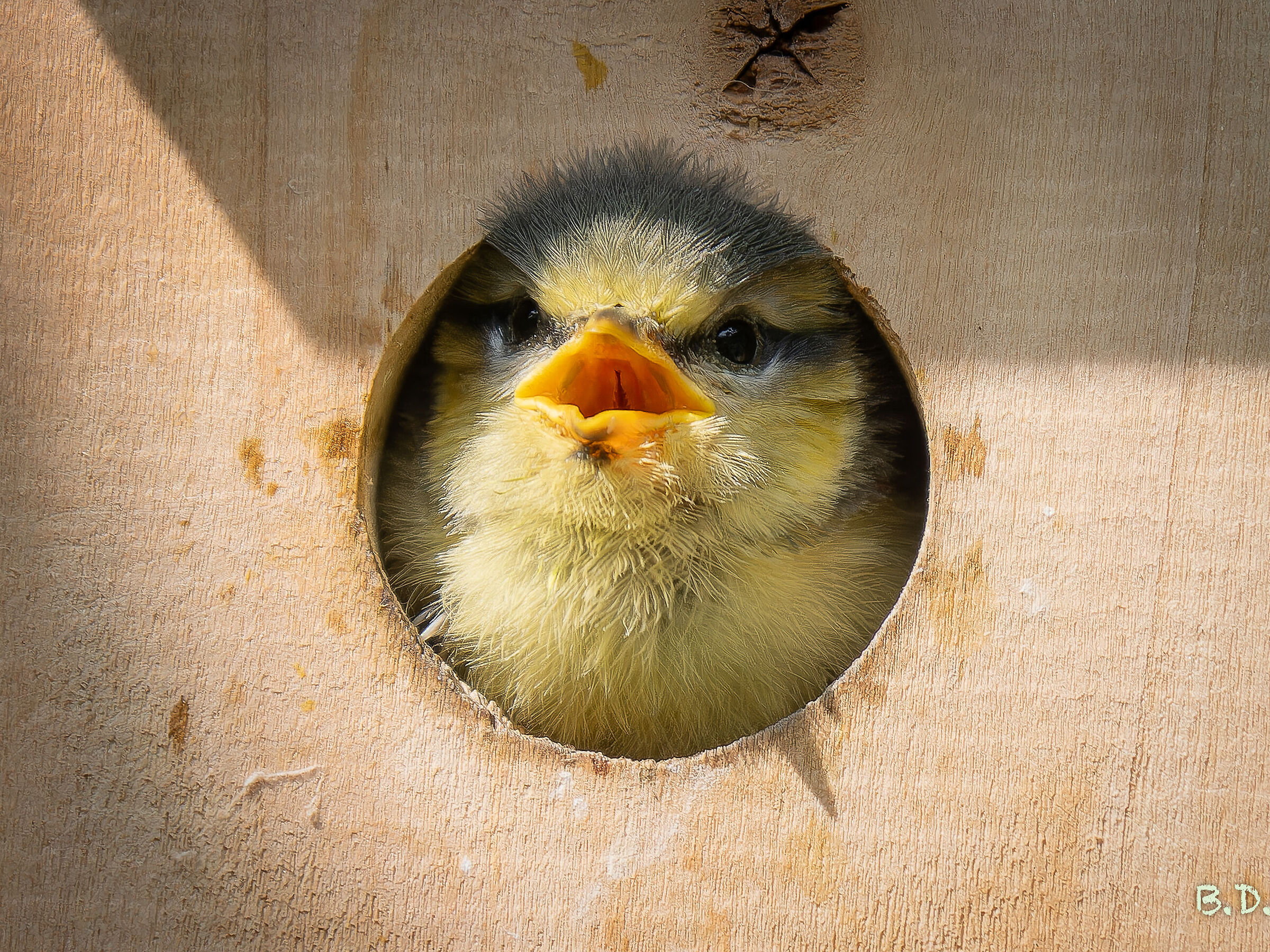 Pronta per il primo volo