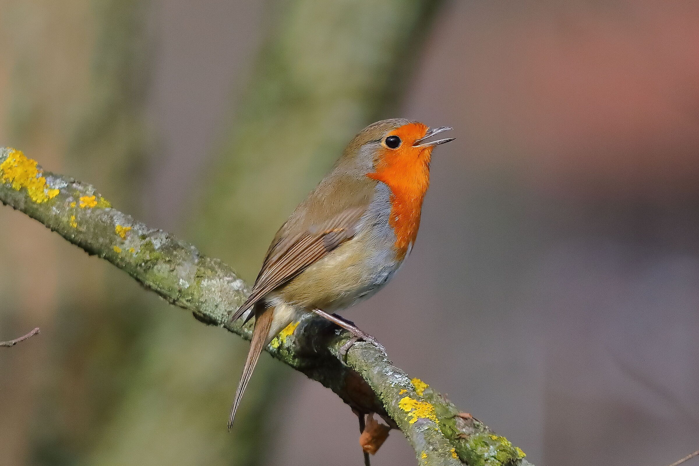 Robin 11 March 2024 - 0077