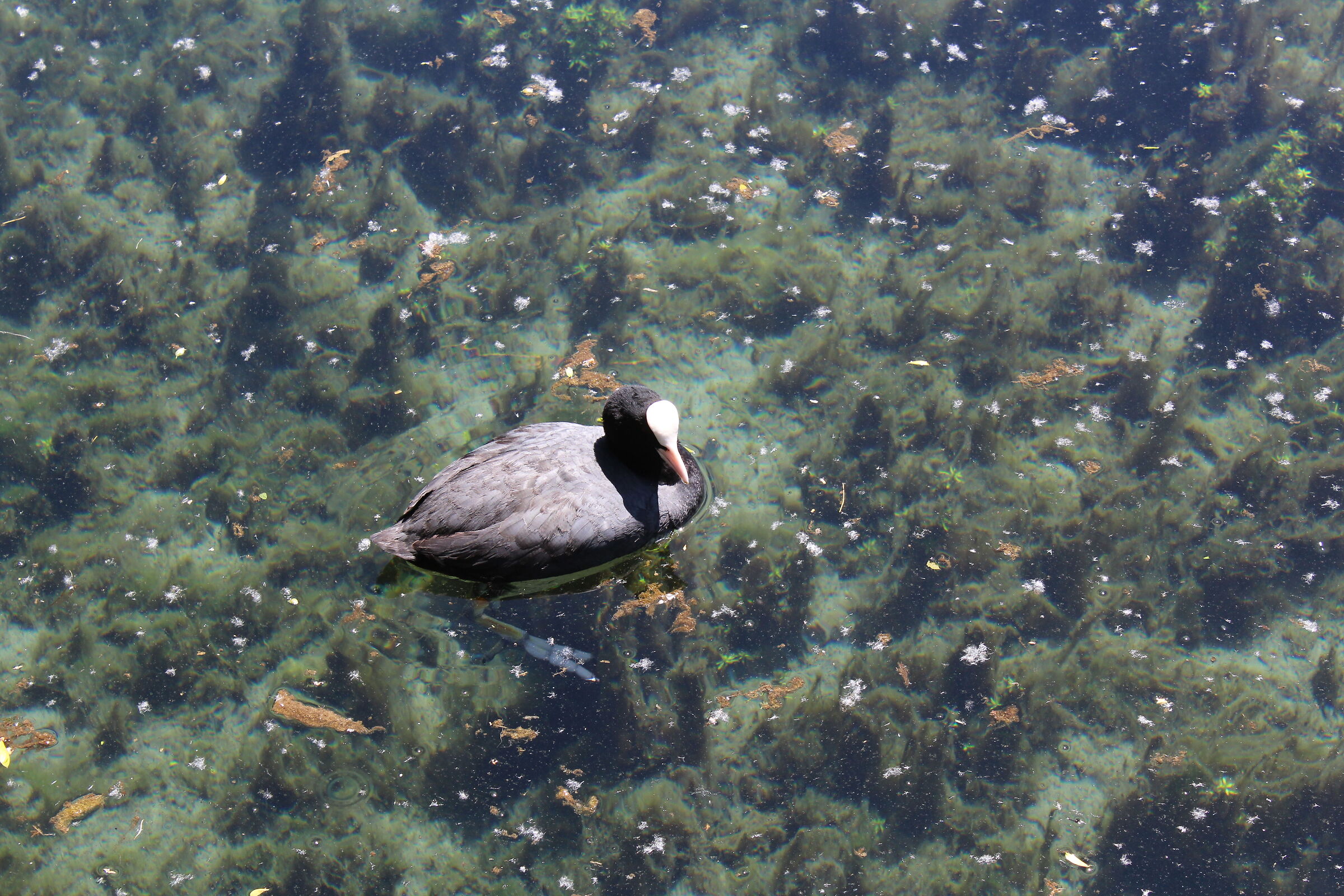 canon EOS 1200d - 18-55mm - Lago di Posta Fibreno (FR)
