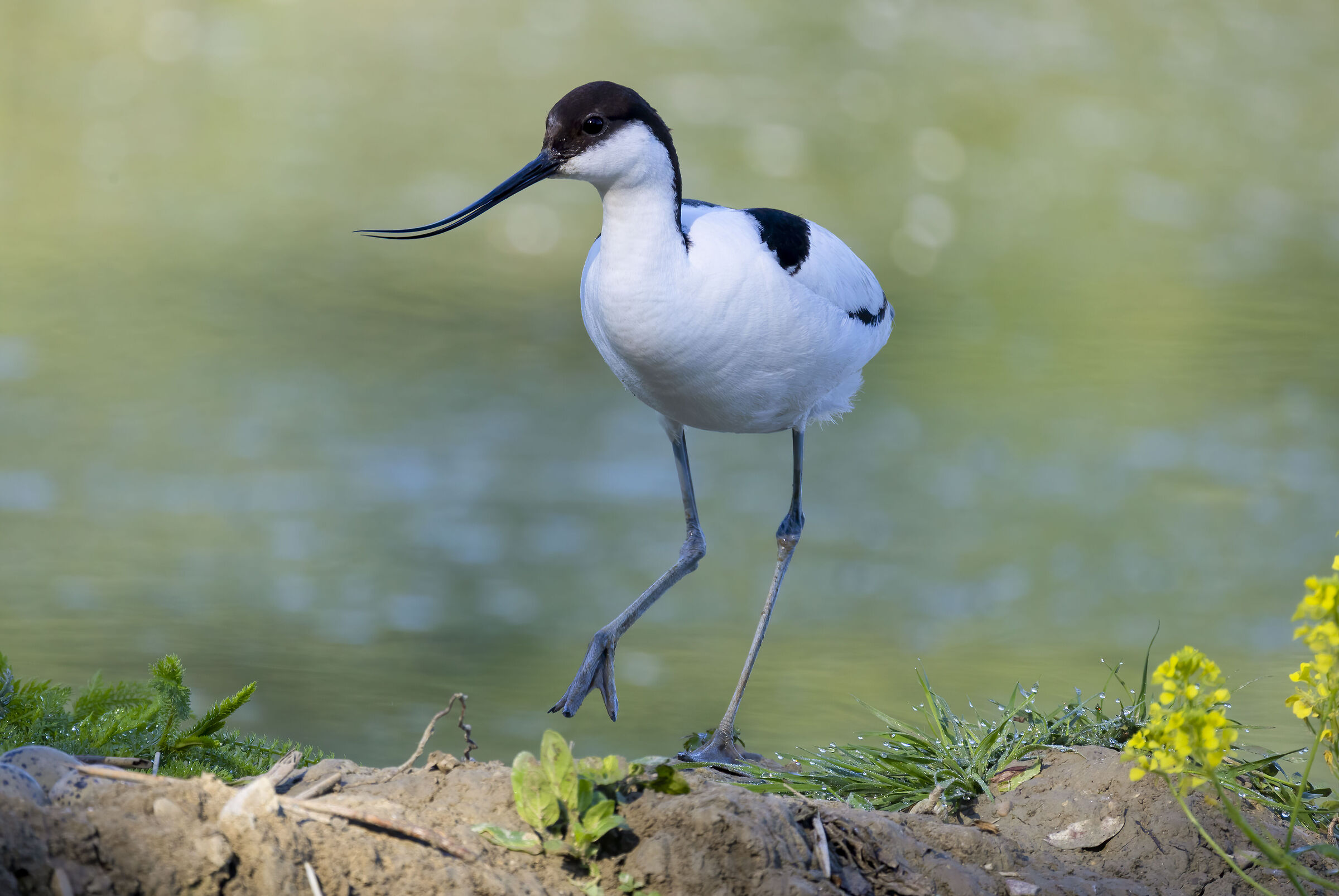 elegante come un'avocetta