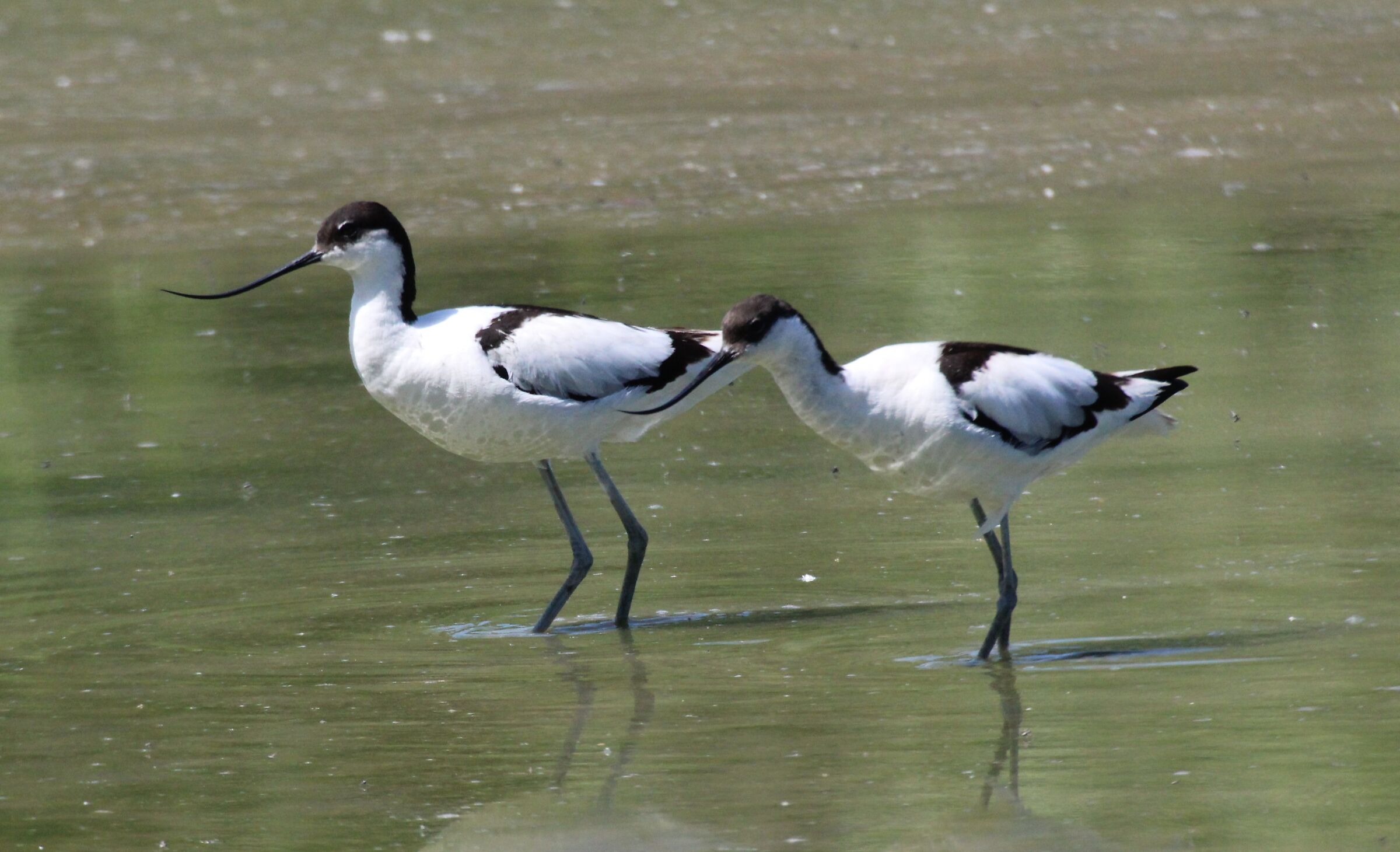 avocette