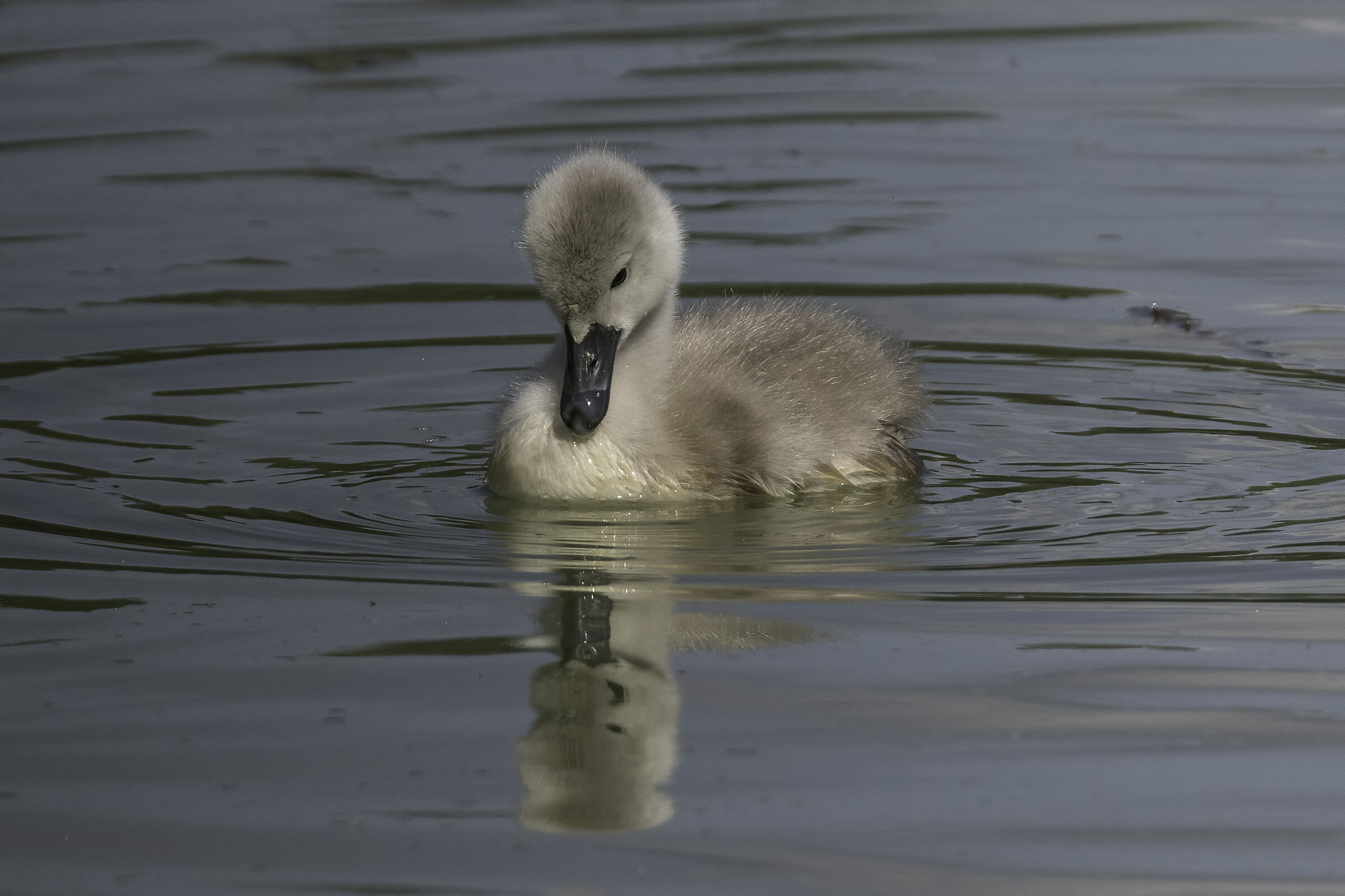 Piccolo di cigno reale