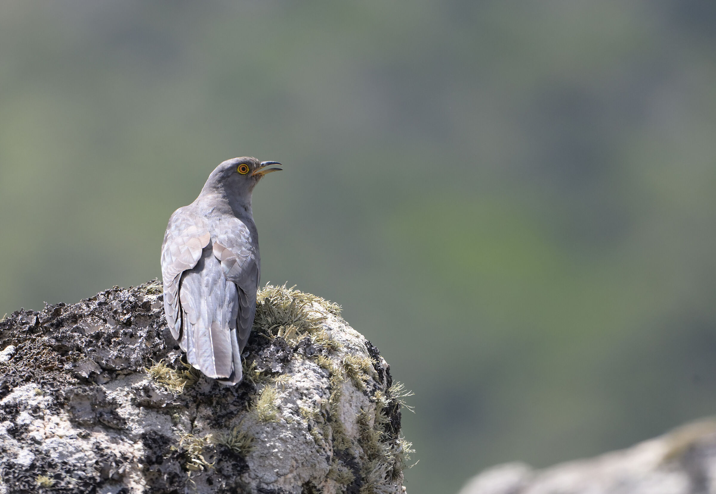 Cuckoo