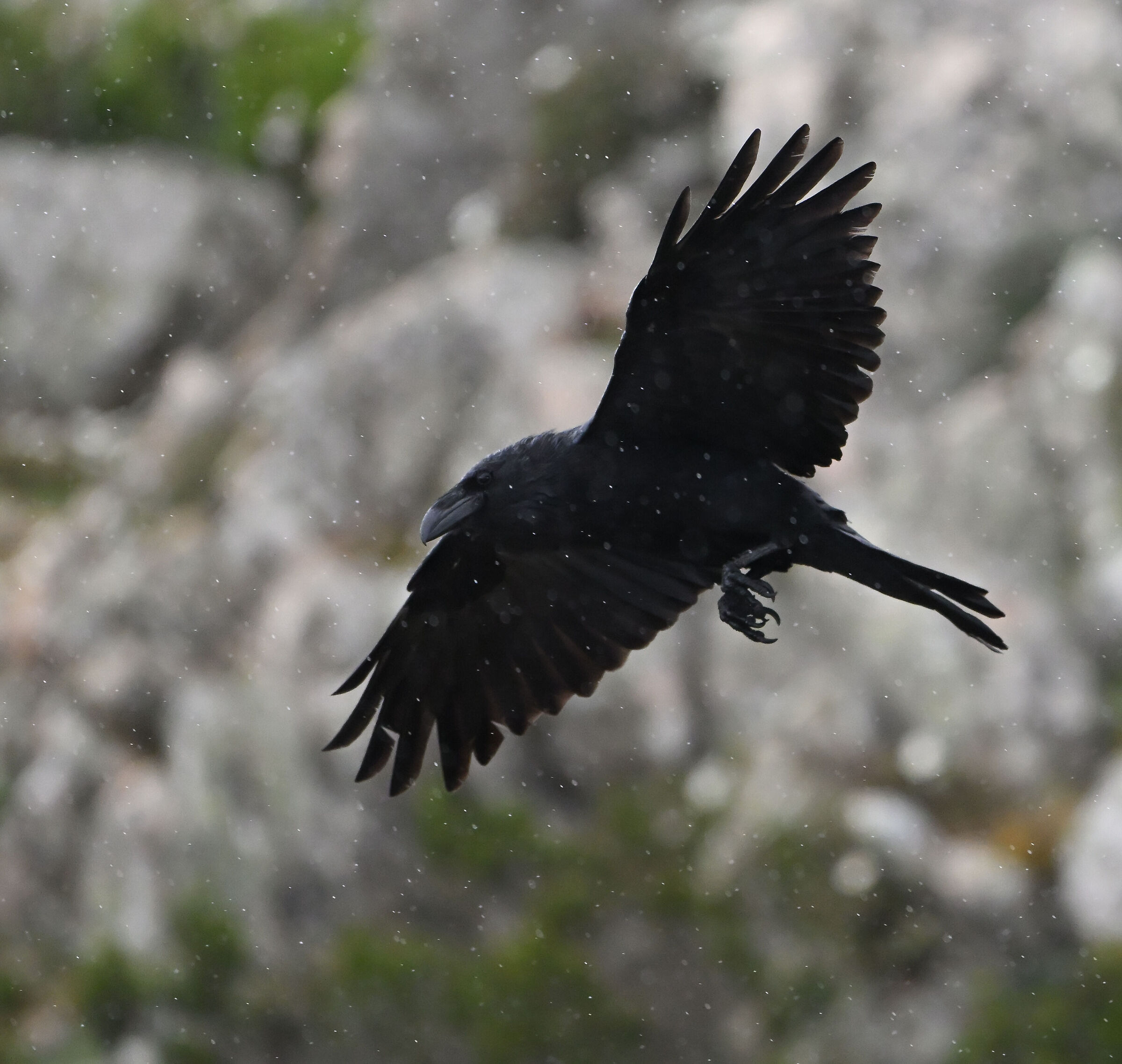 Crow in the rain