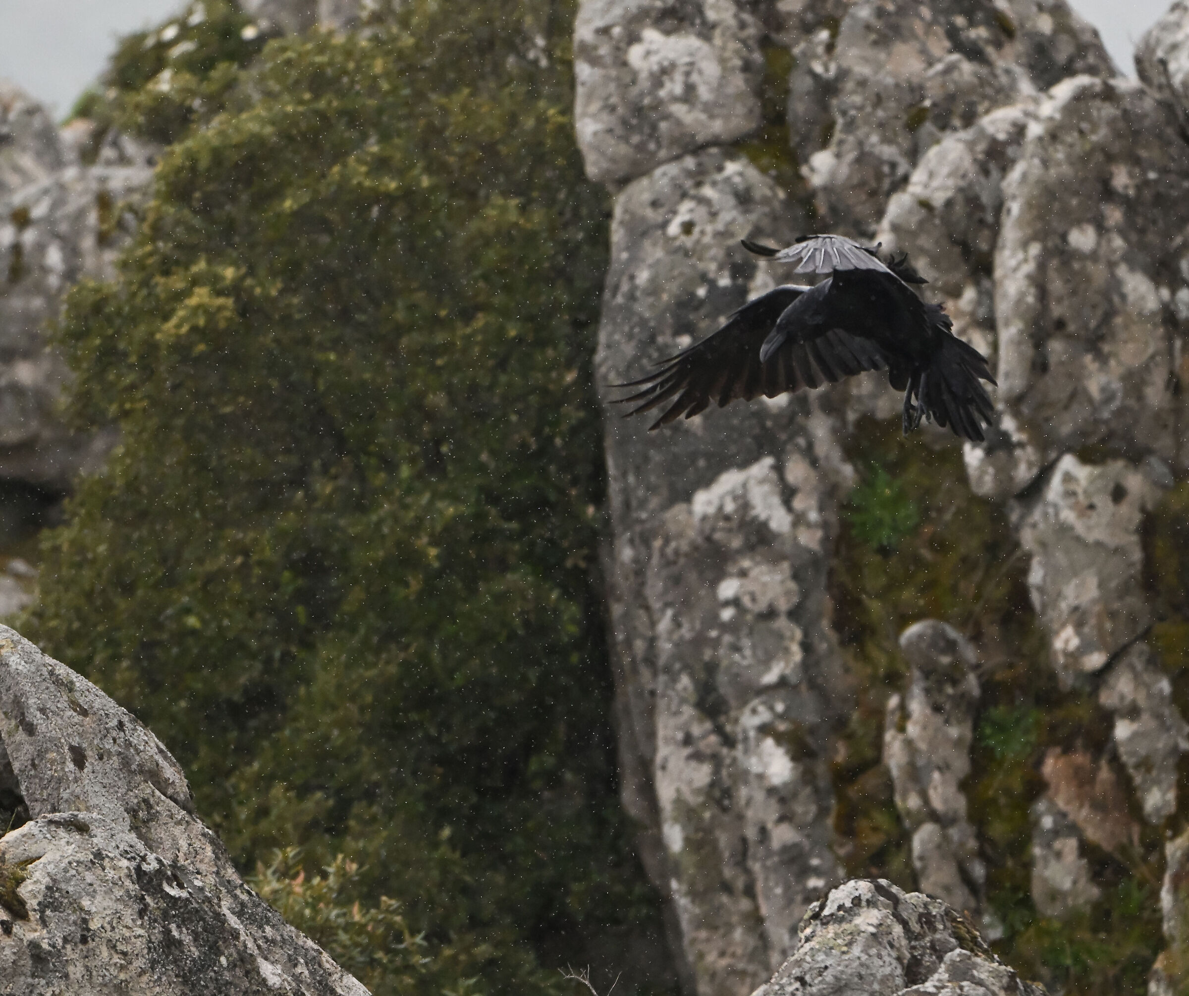 corvo sotto la pioggia