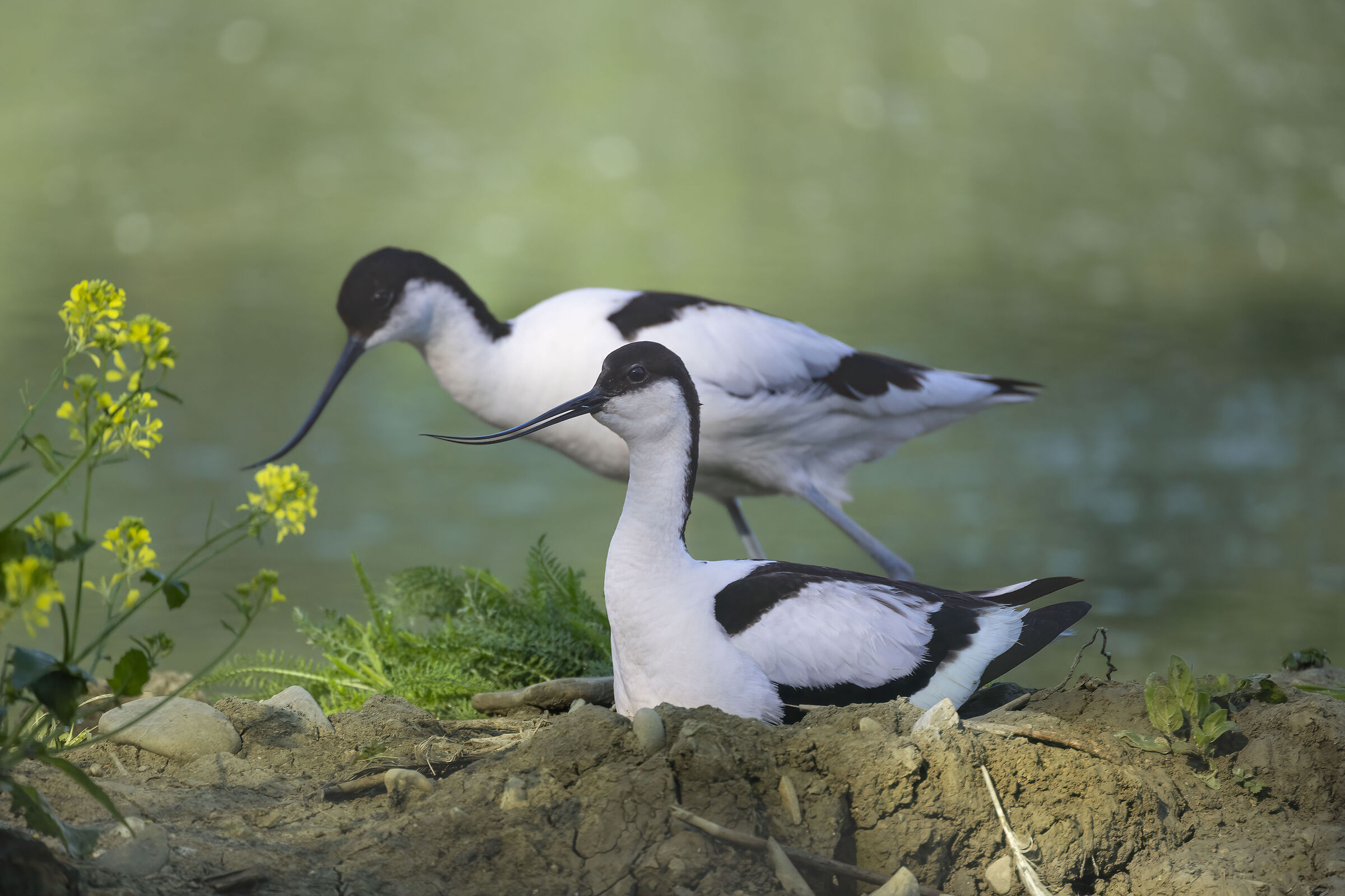 nel regno dell'avocetta