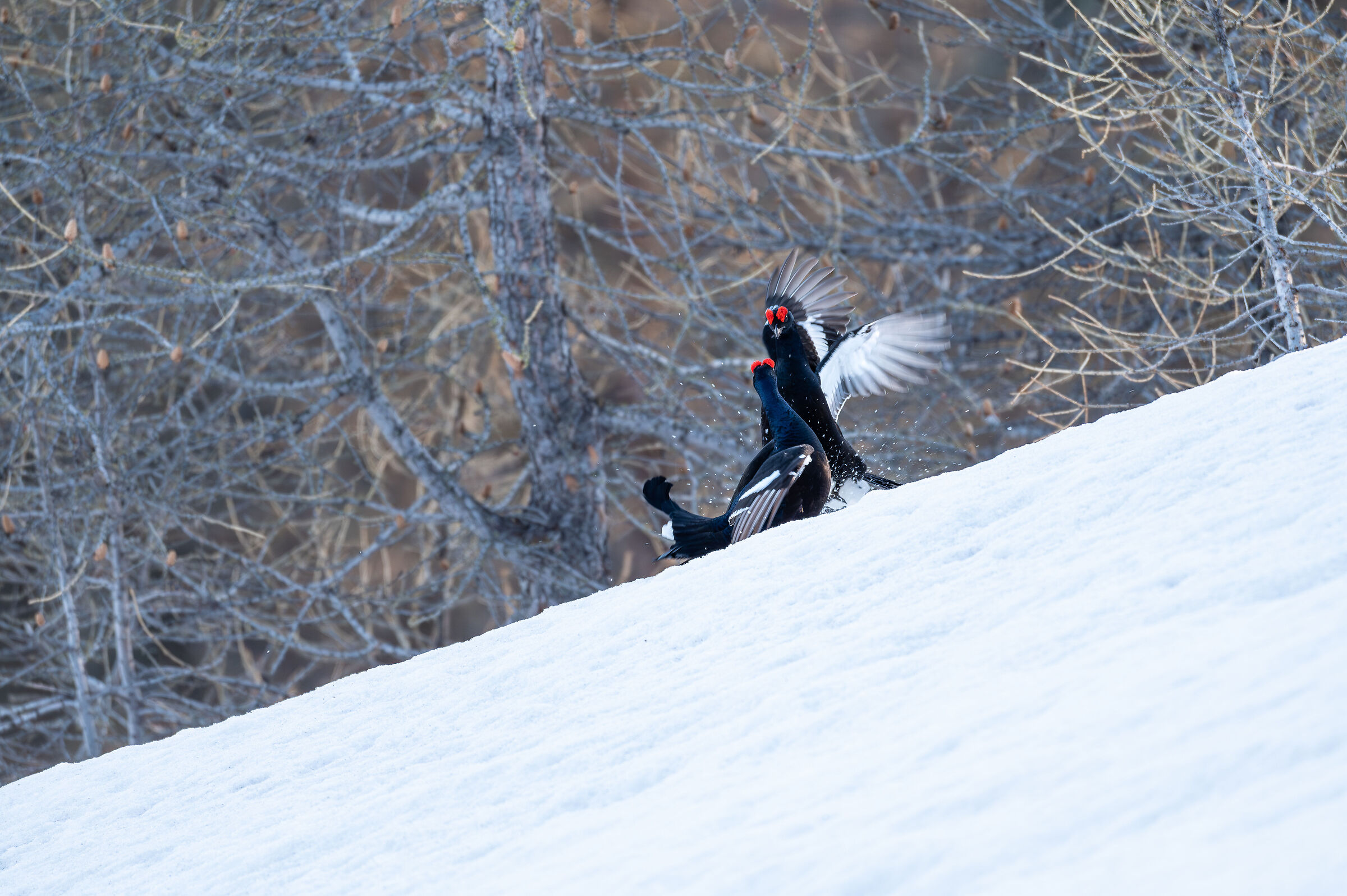 Combattimento tra Gallo Forcello
