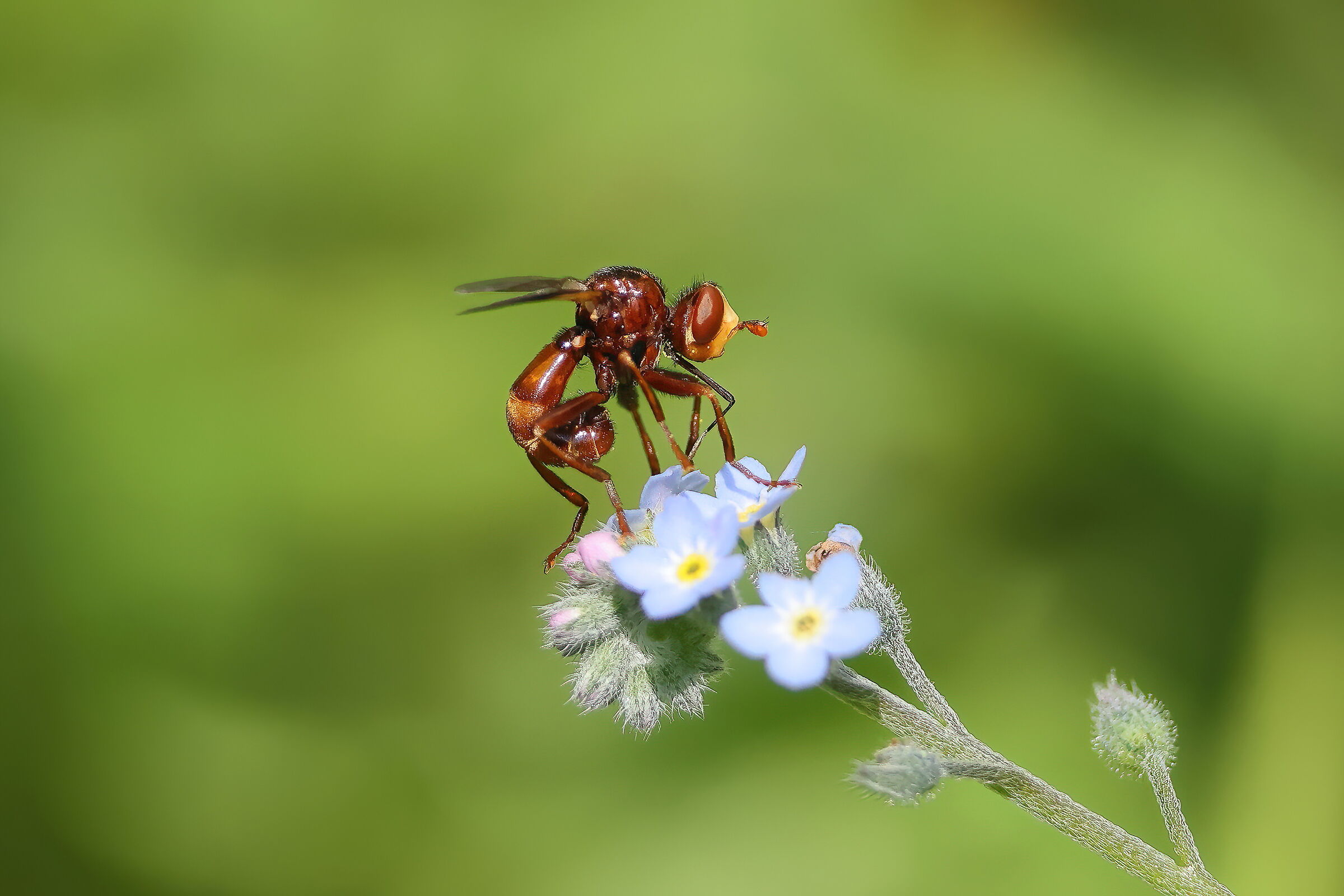 Sicus ferrugineus