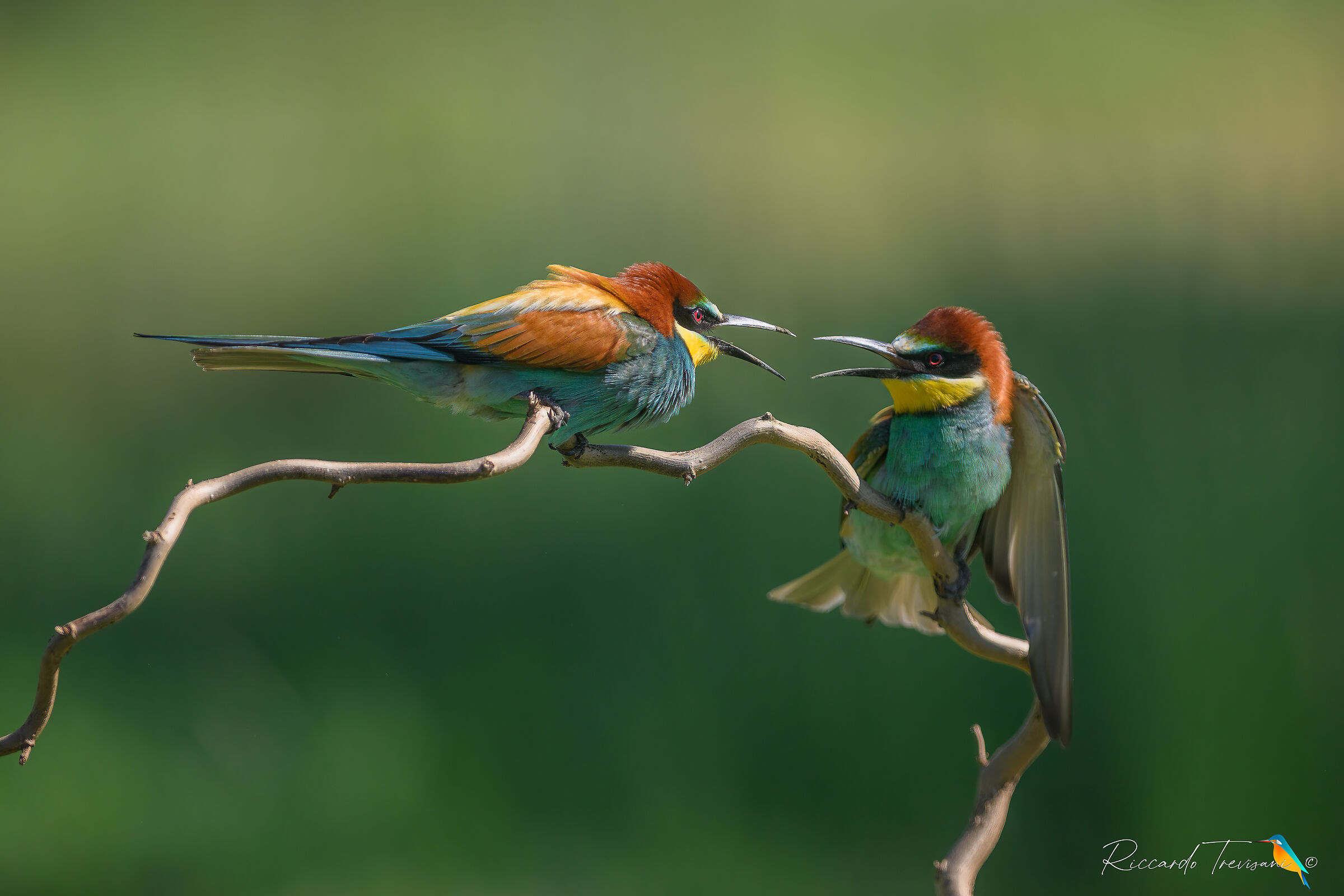 bickering, bee-eaters