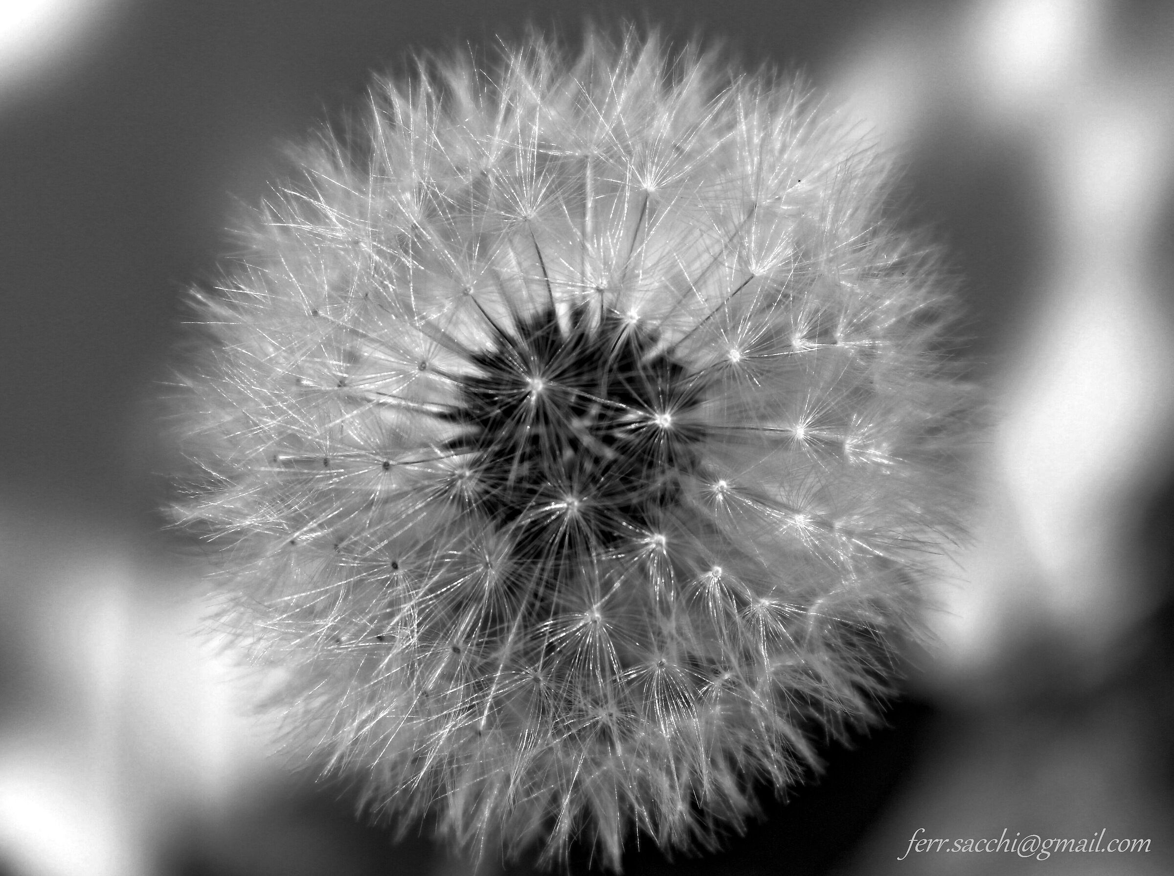 Tarassaco o Soffione
