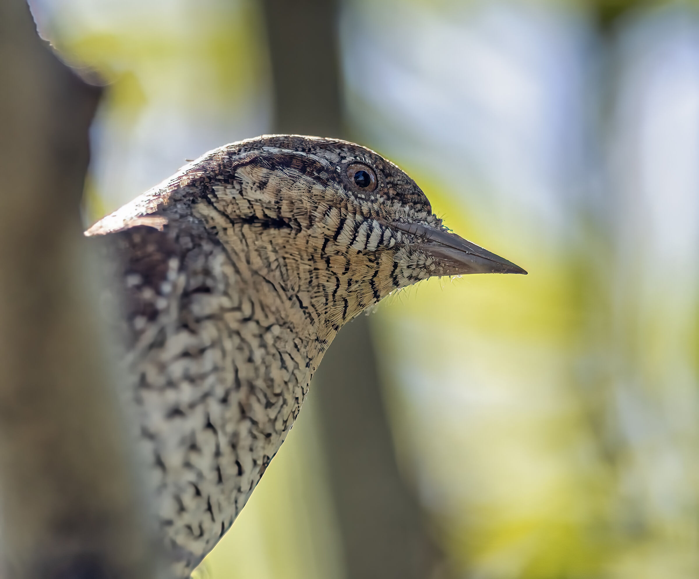 Wryneck