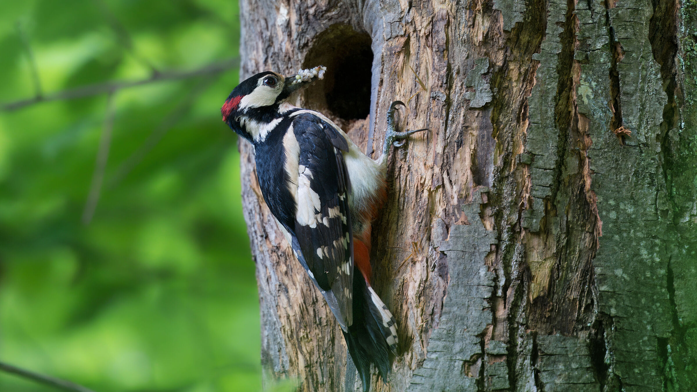 Great spotted woodpecker