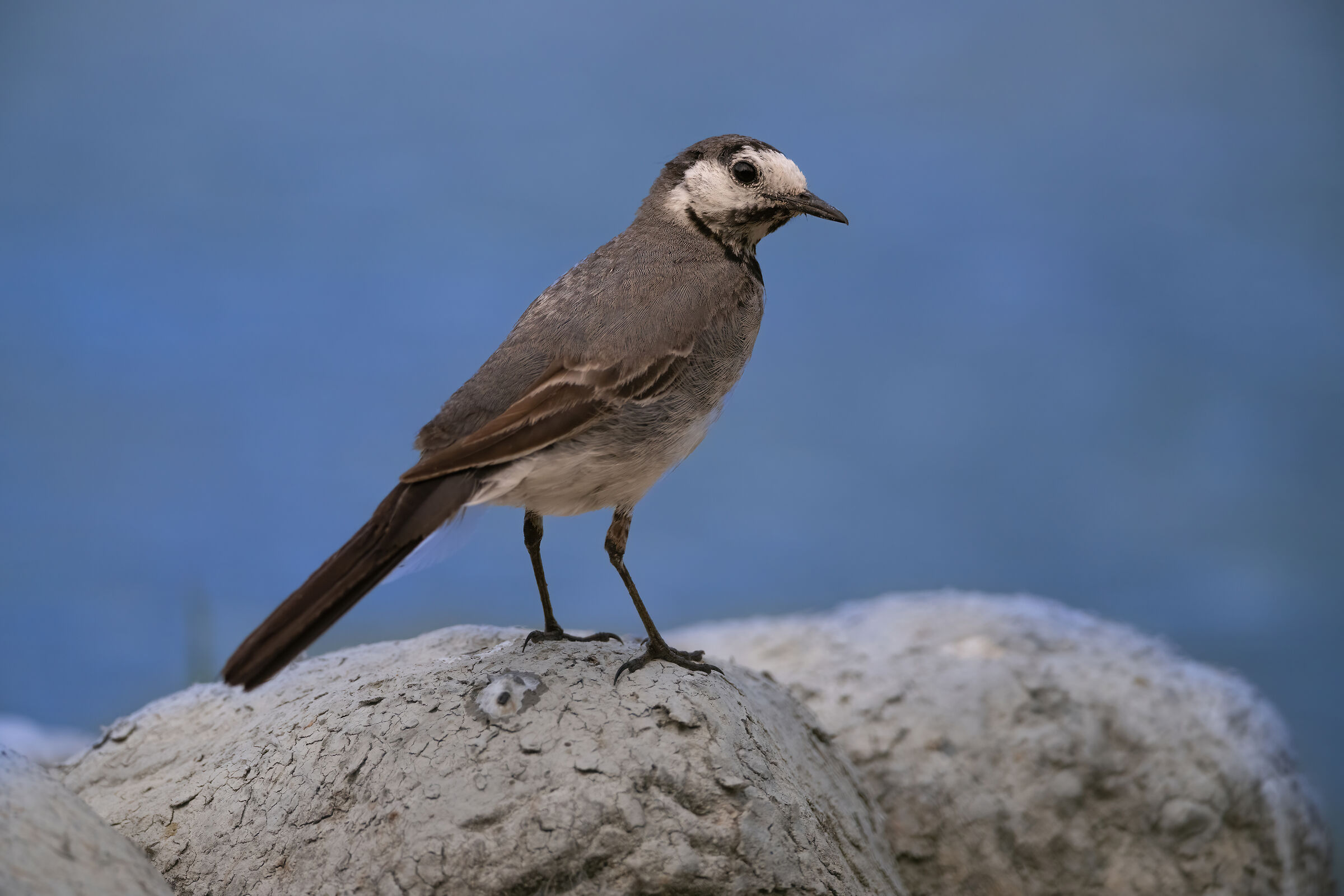 white wagtail