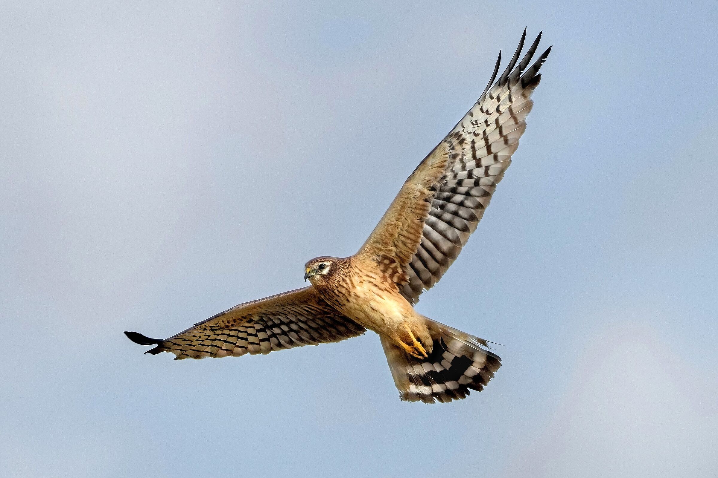 Hen harrier (Circus pygargus) - female
