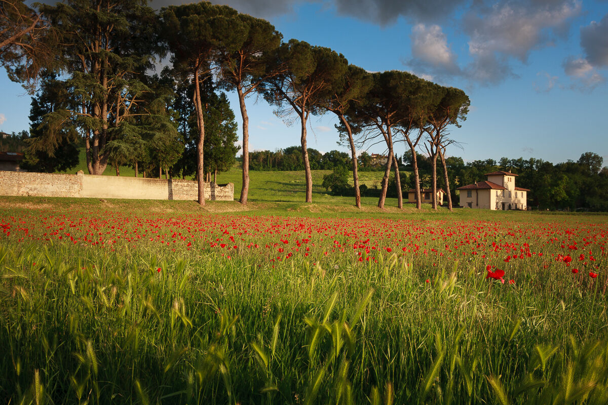 The poppies of Holm Oak ...