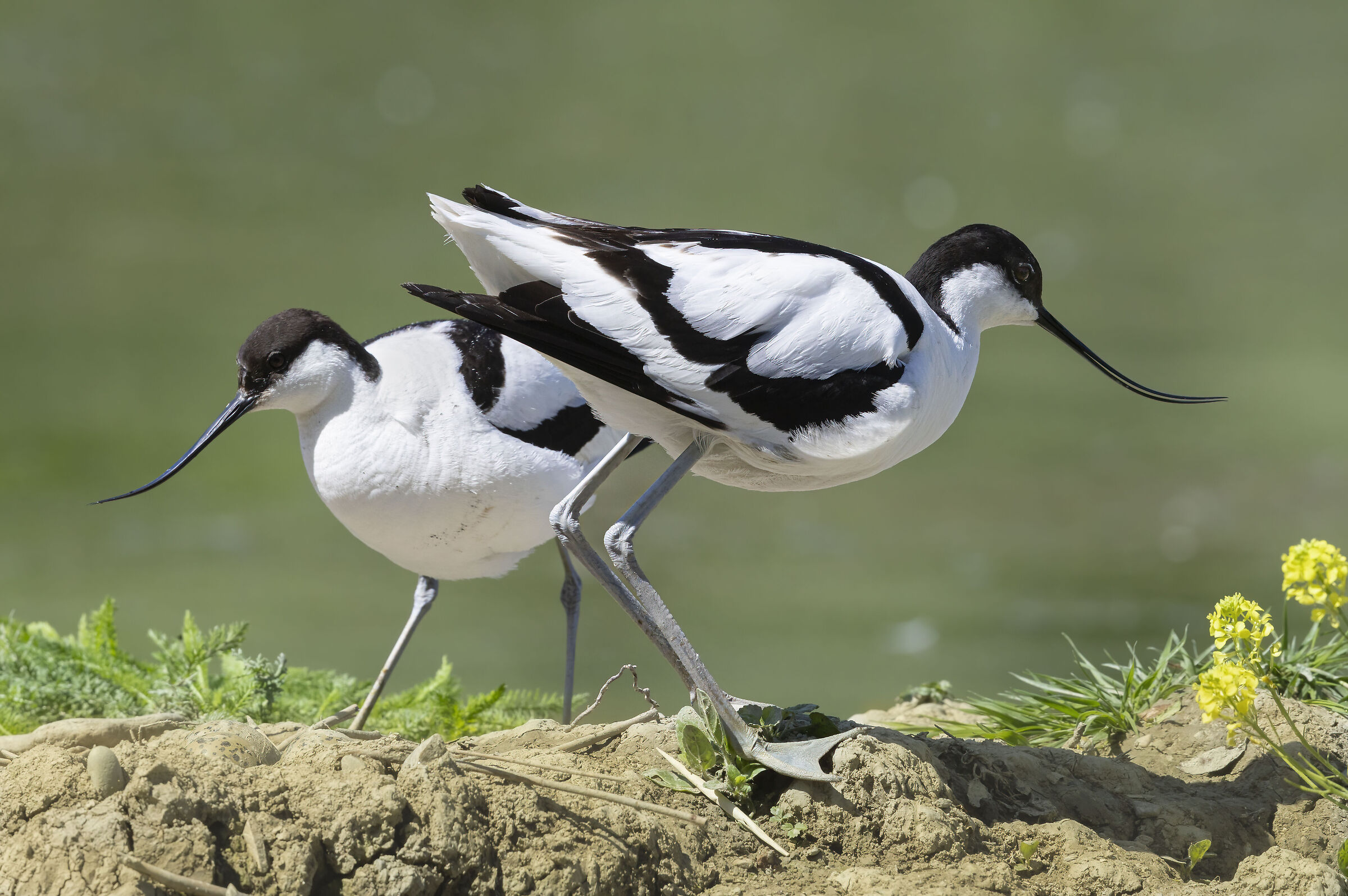 avocette