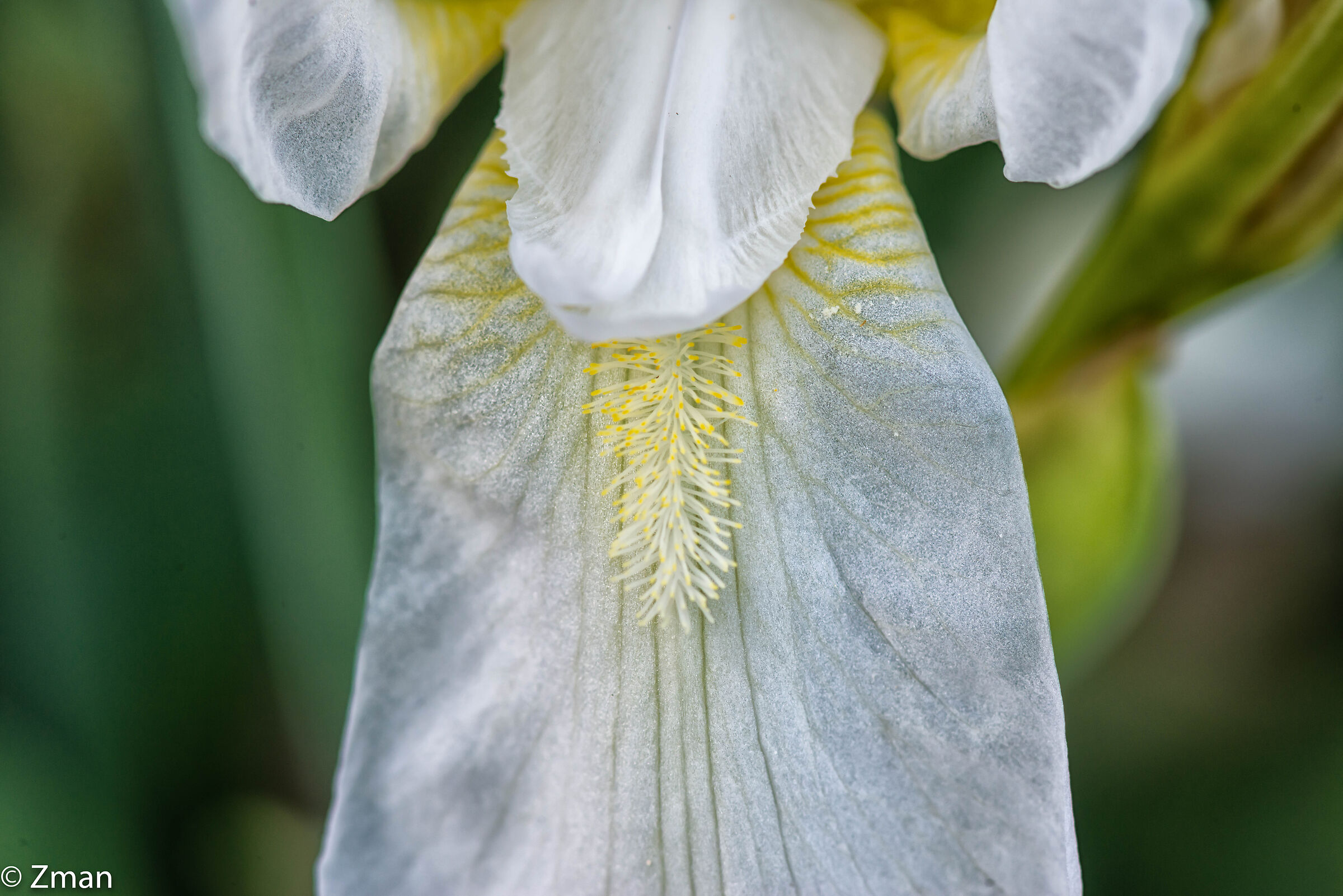 White Lily