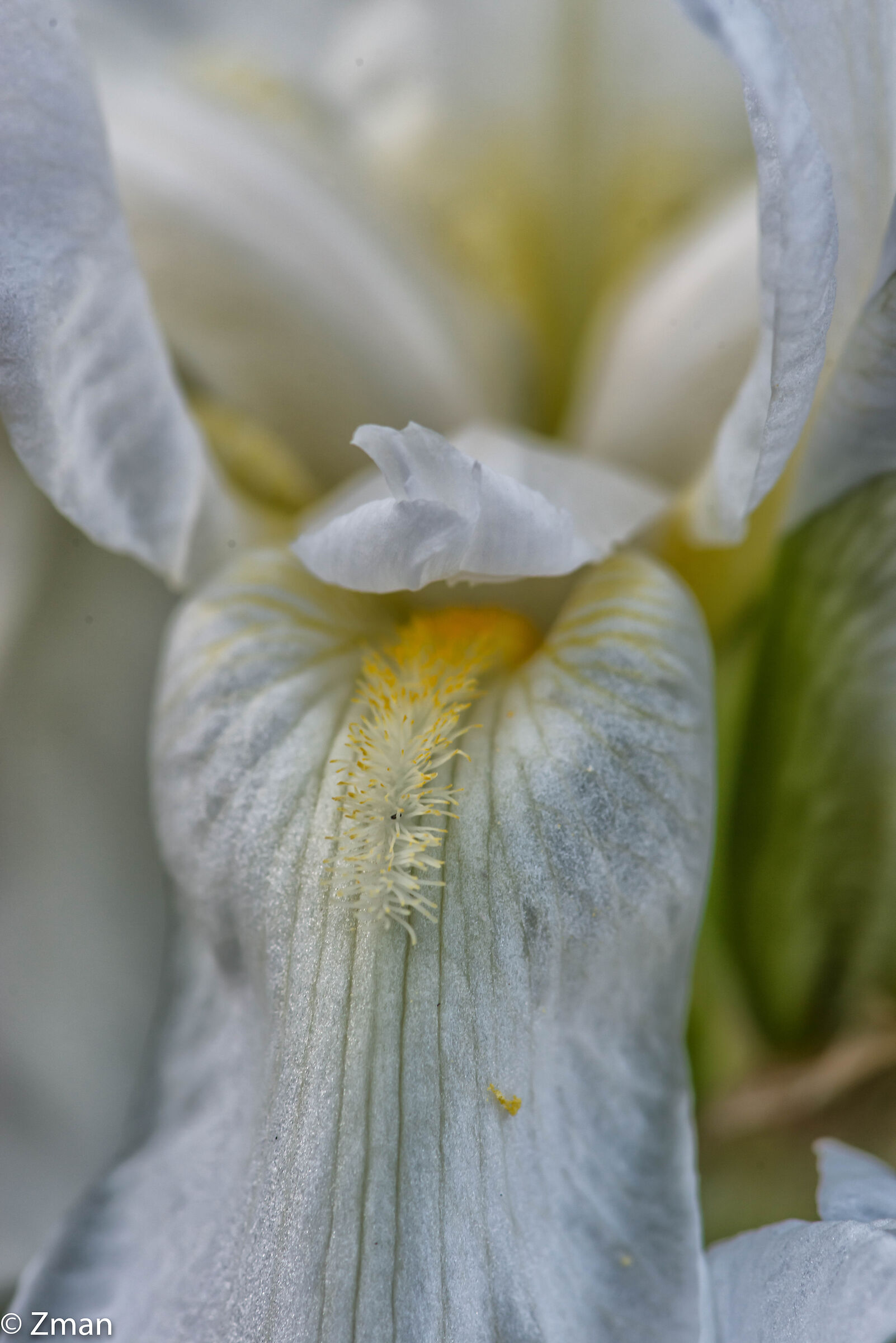 White Lily