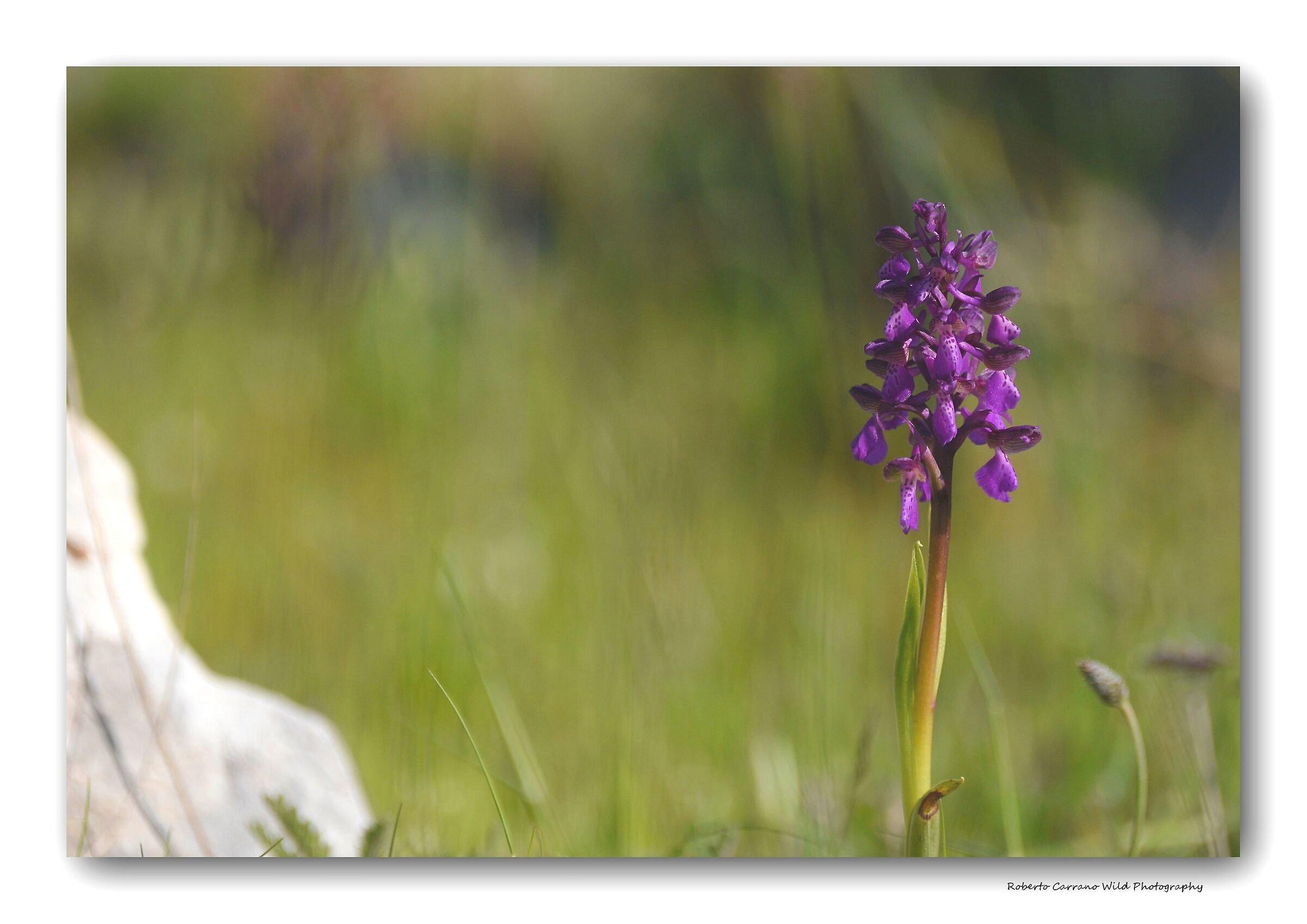 Anacamptis morio