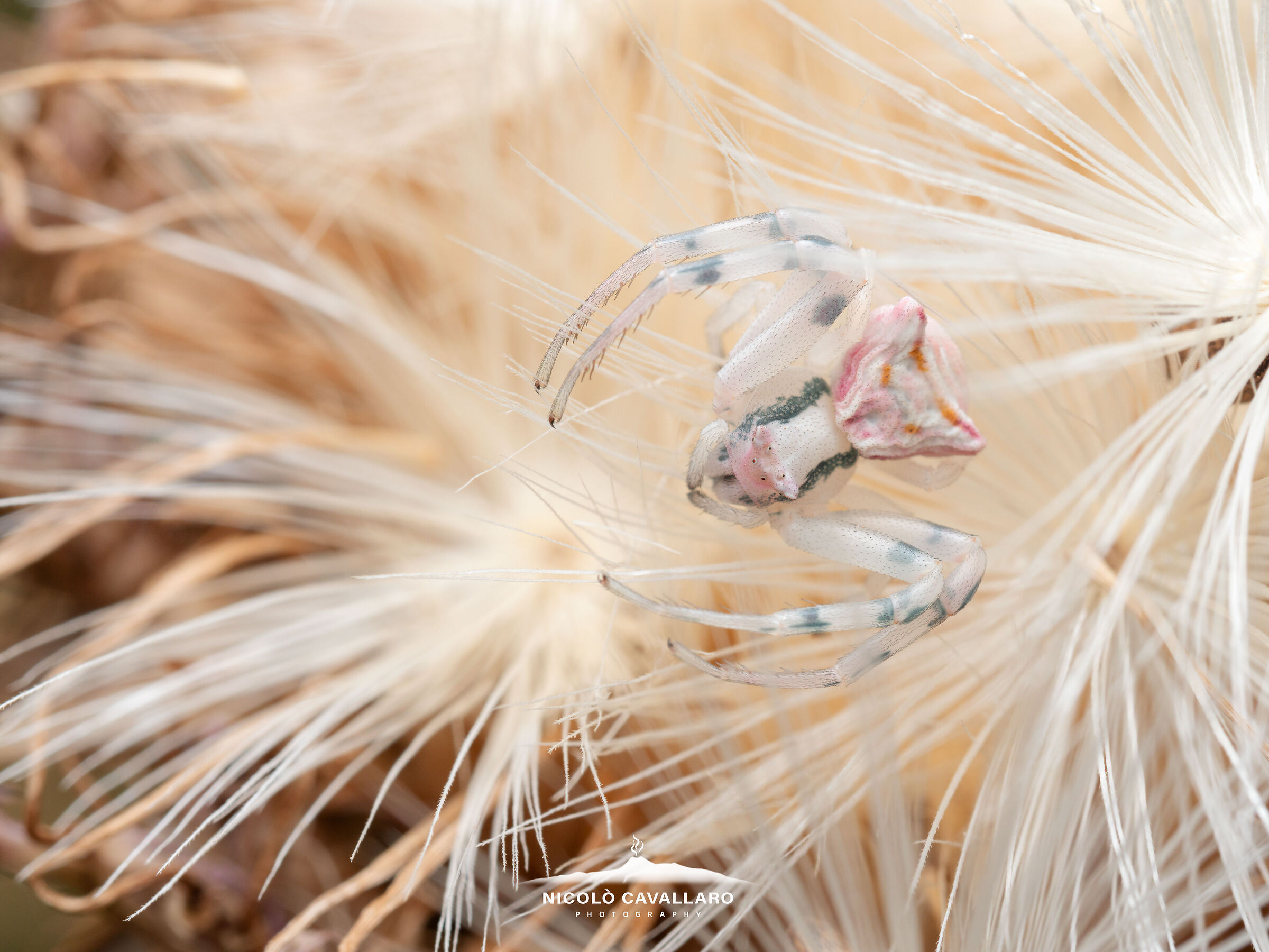 Thomisus onustus - Crab spider or chameleon spider