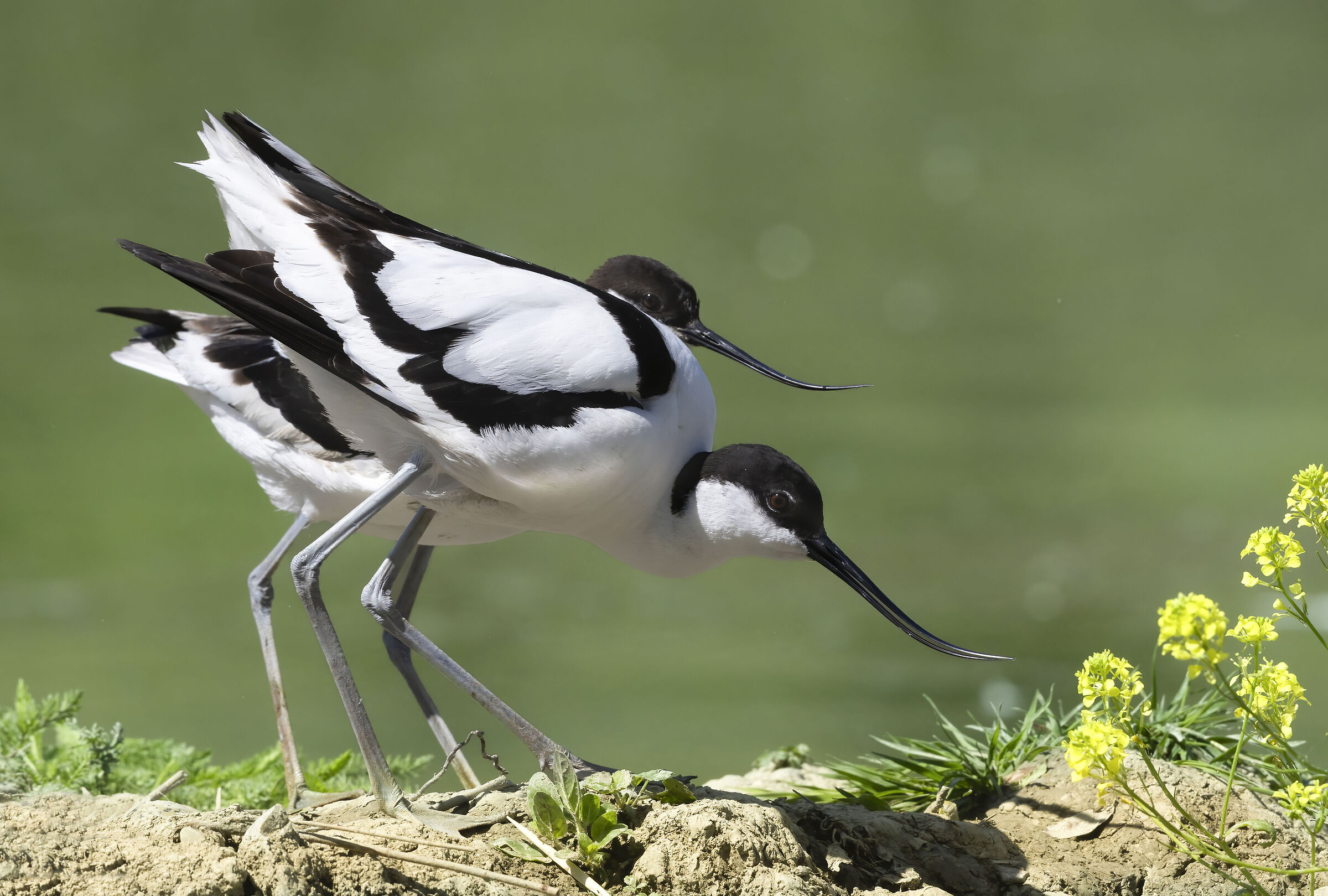 rapporti strettissimi. avocette
