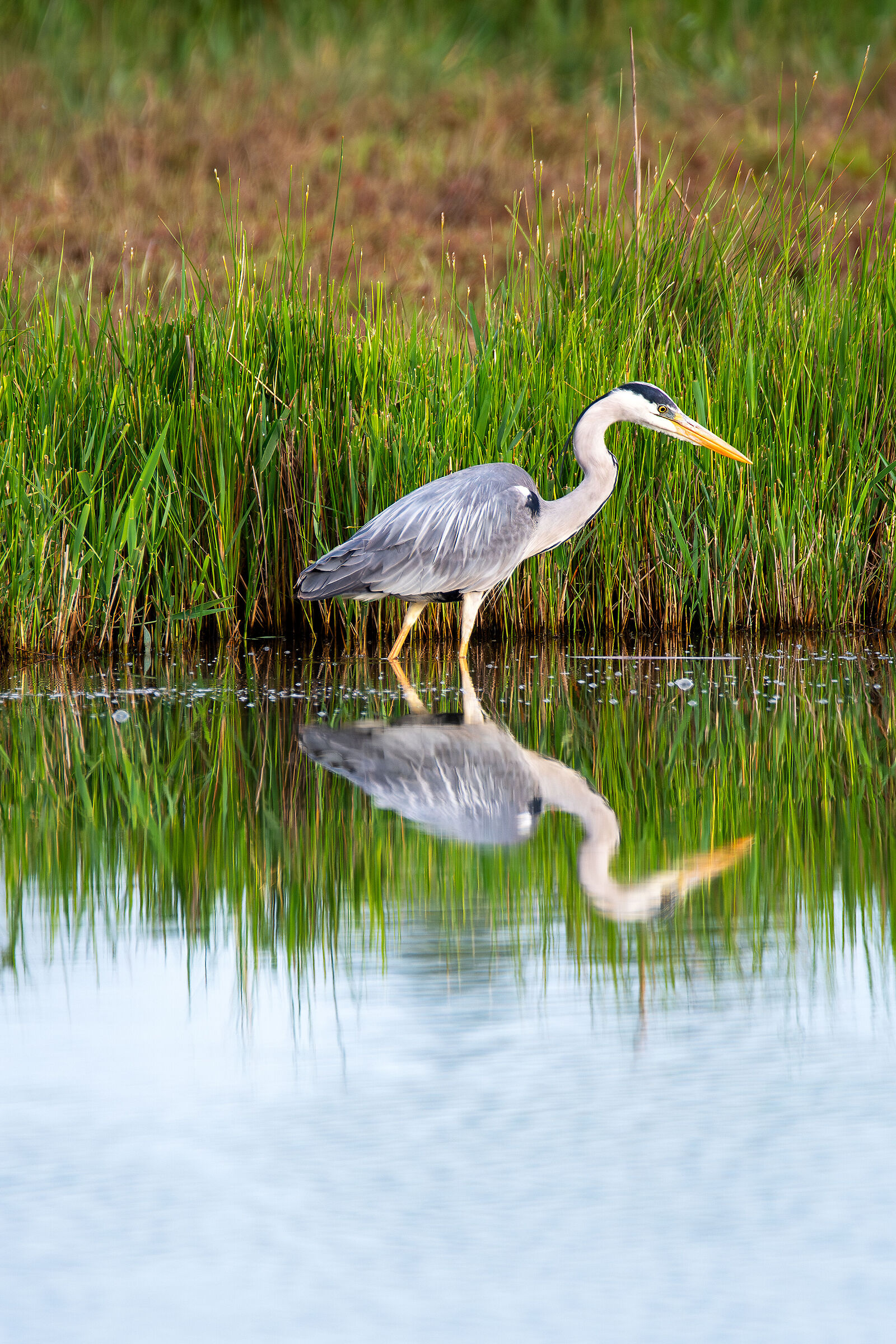 grey heron