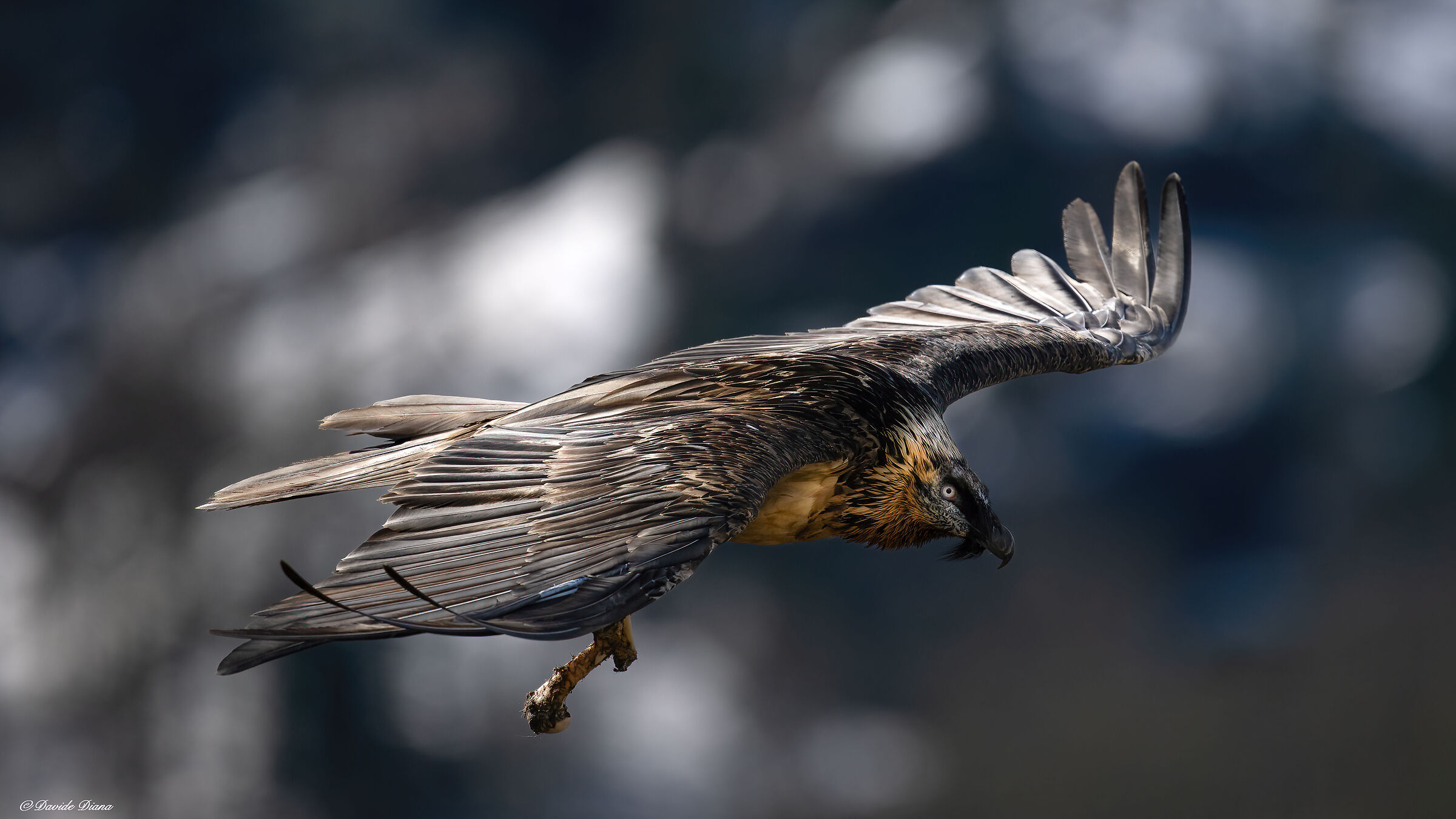 Gypaetus barbatus - Gran Paradiso National Park